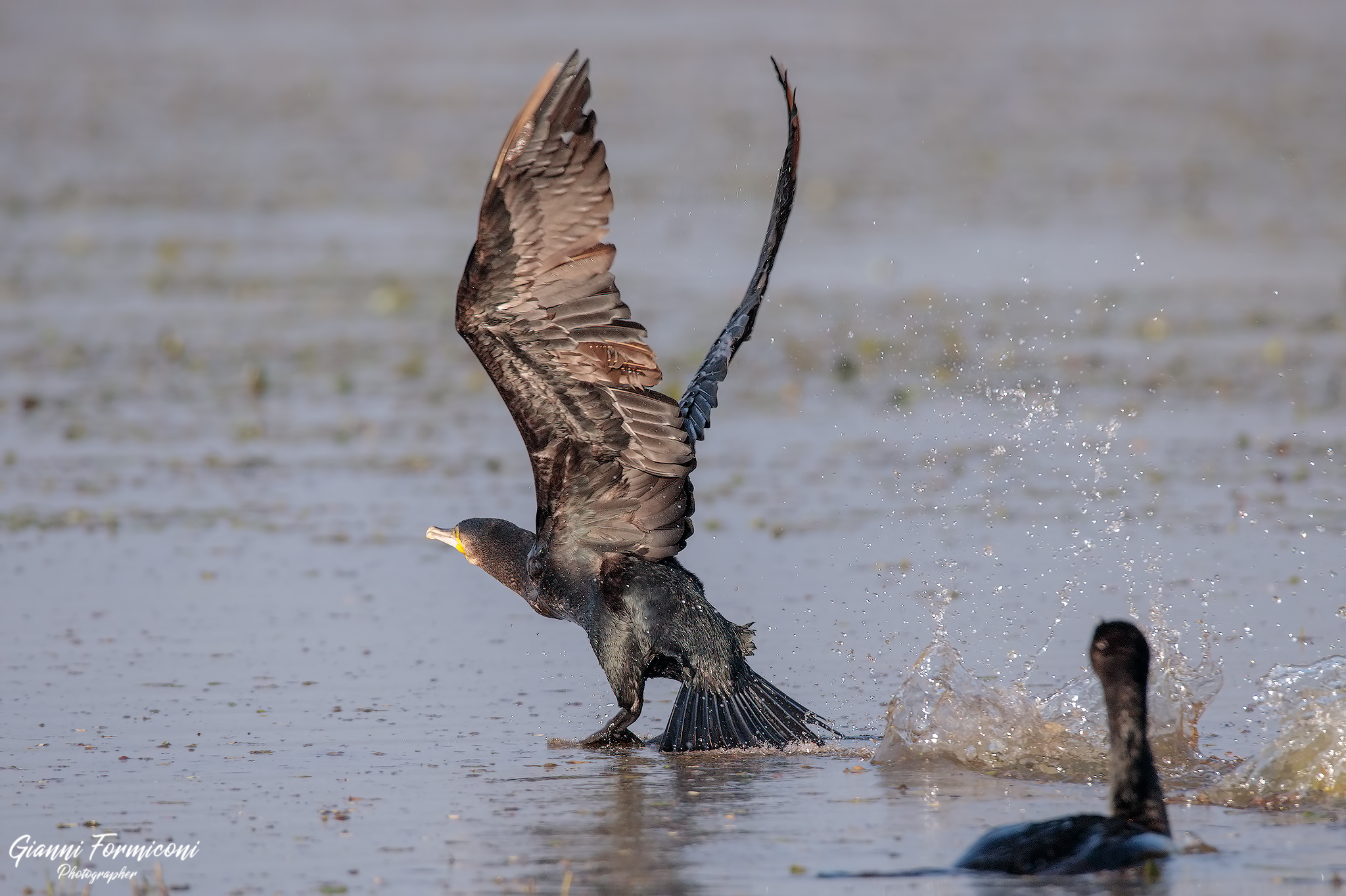 Cormorano in fase di decollo
