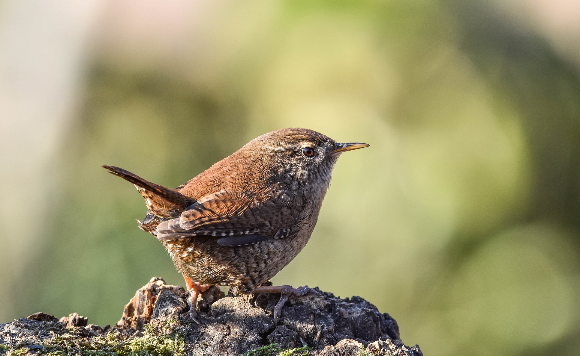 Wren