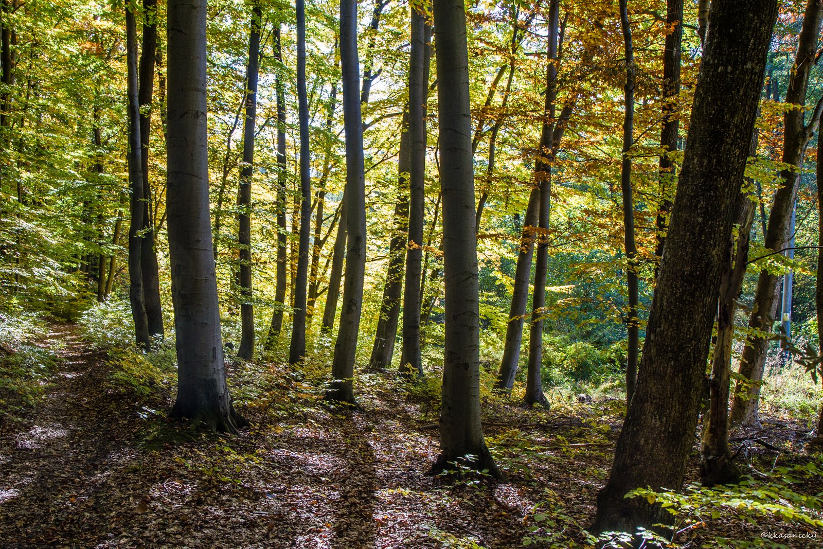 Foresta vicino a izra