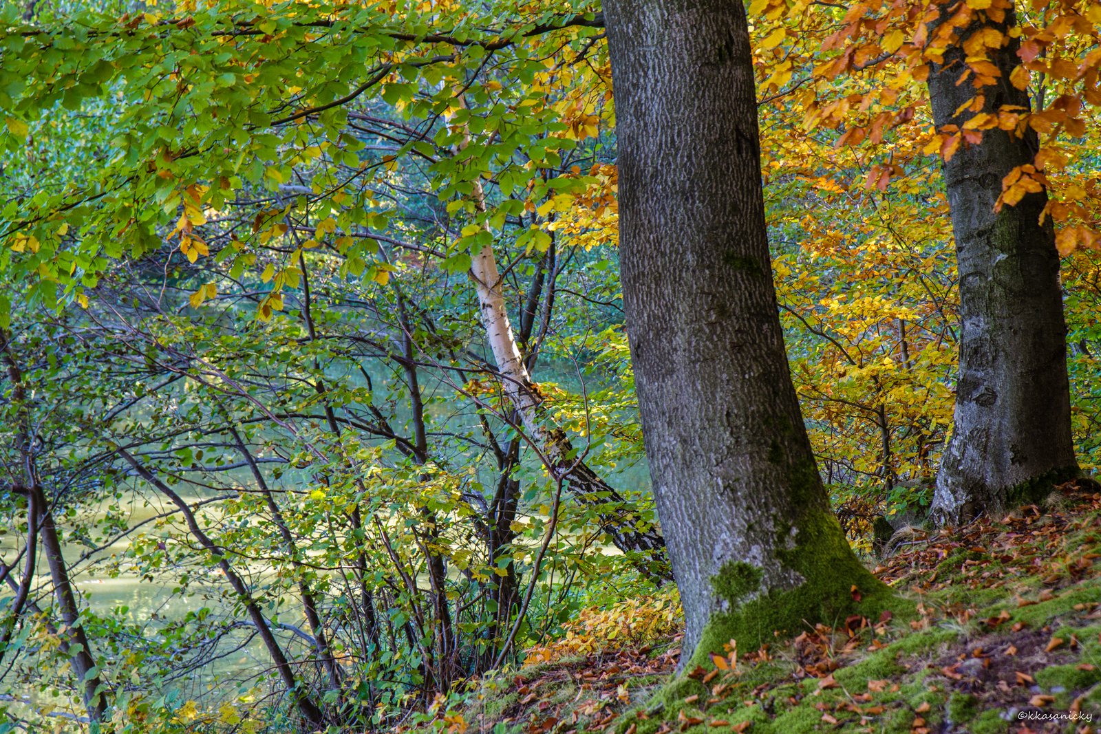 Alberi vicino al lago