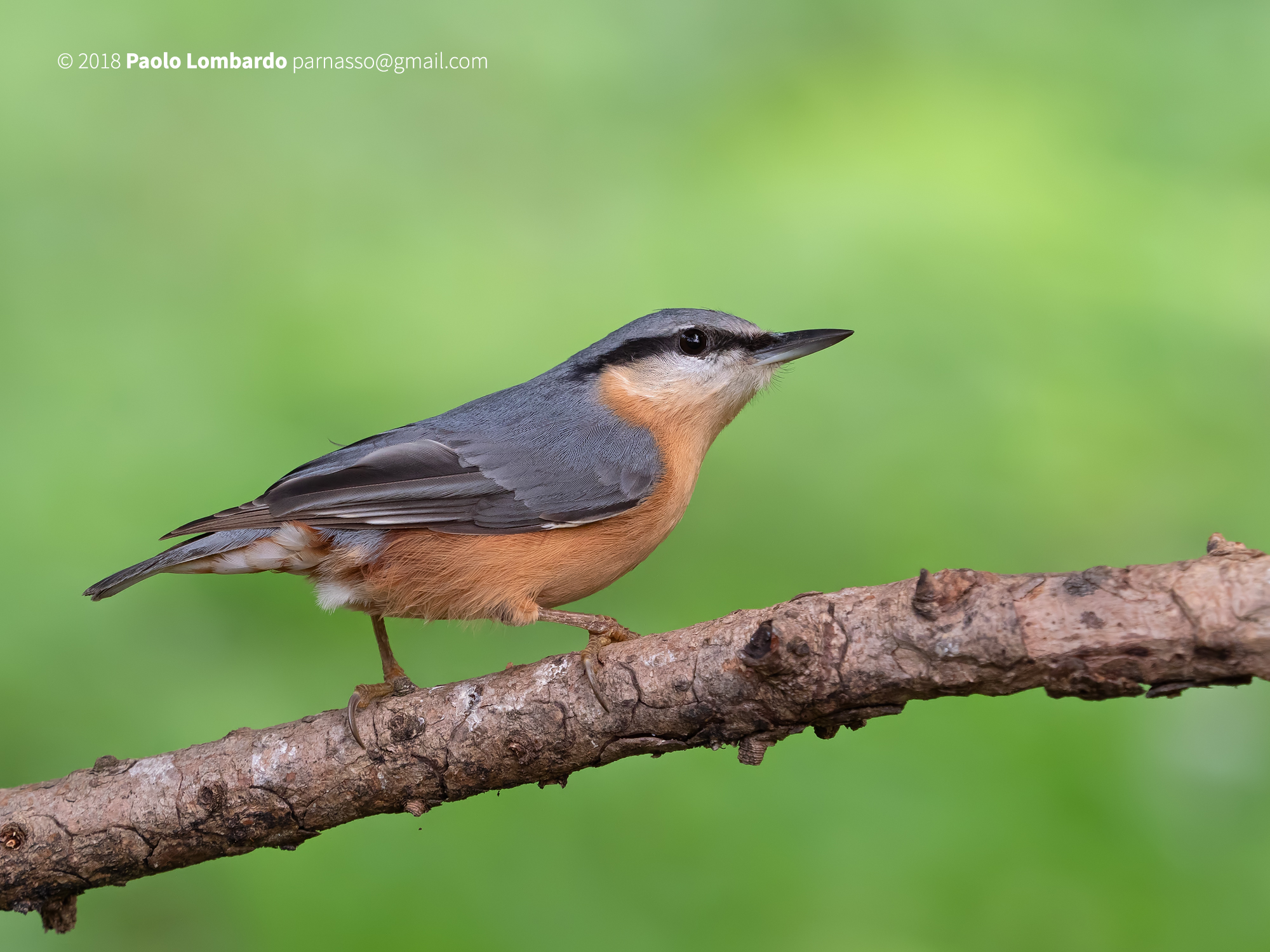 Sitta europaea - Eurasian nuthatch - Picchio muratore