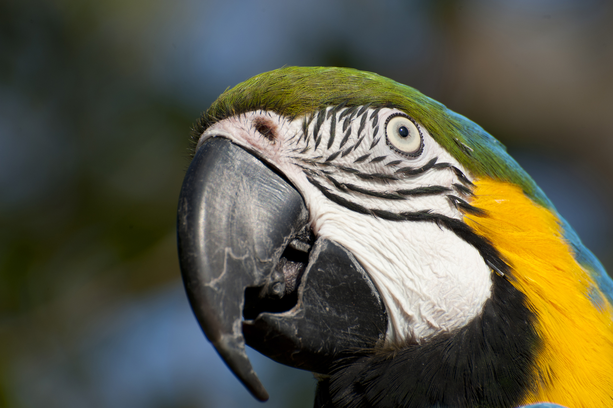 Coco, one of the family!