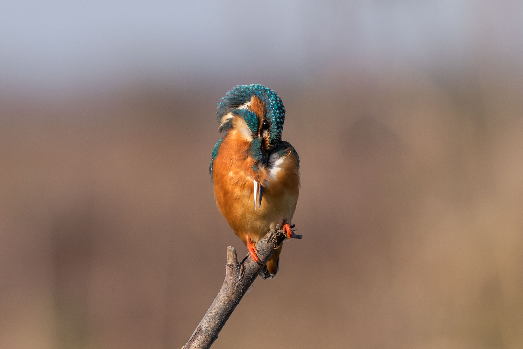 Kingfisher