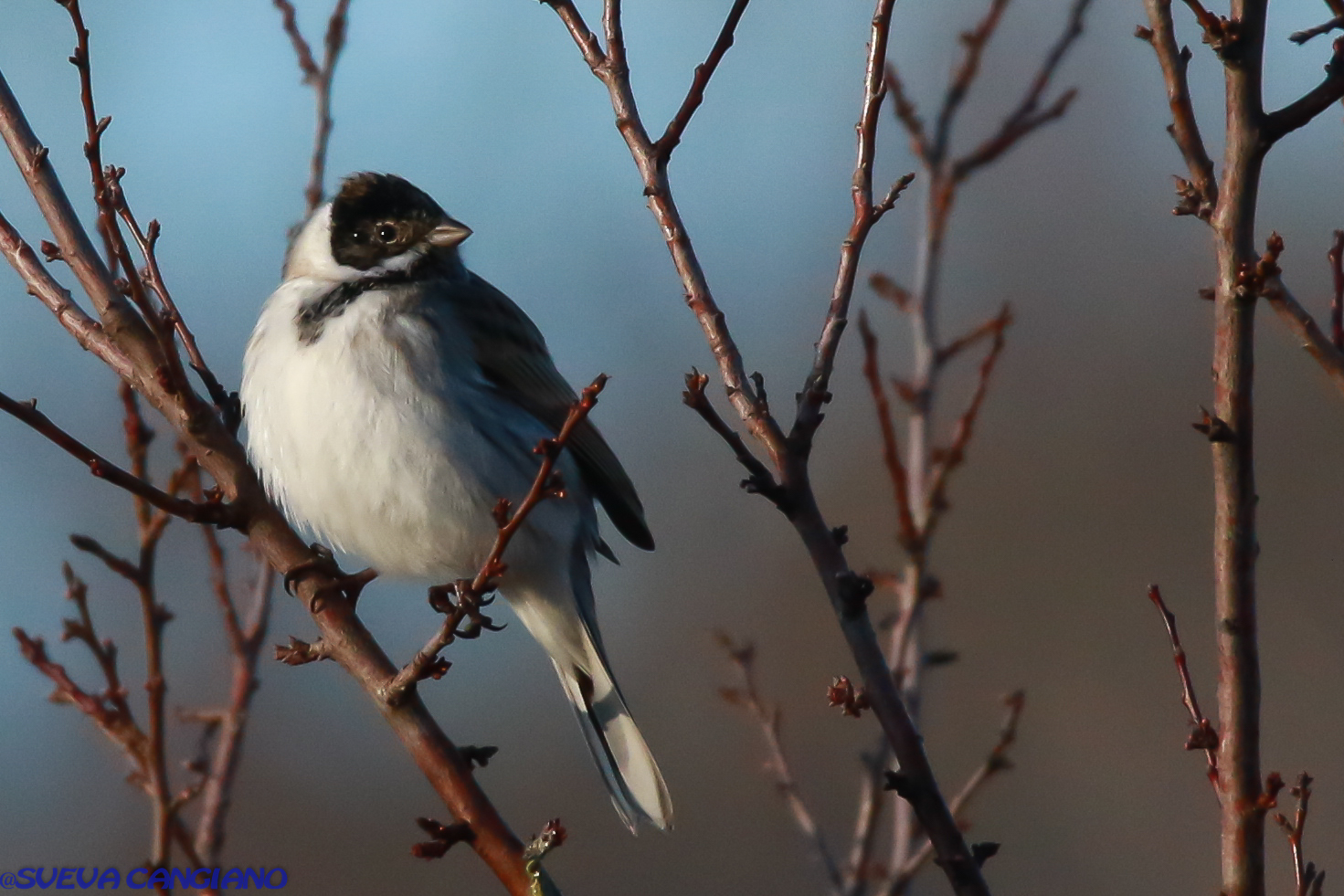 migliarino di palude maschio