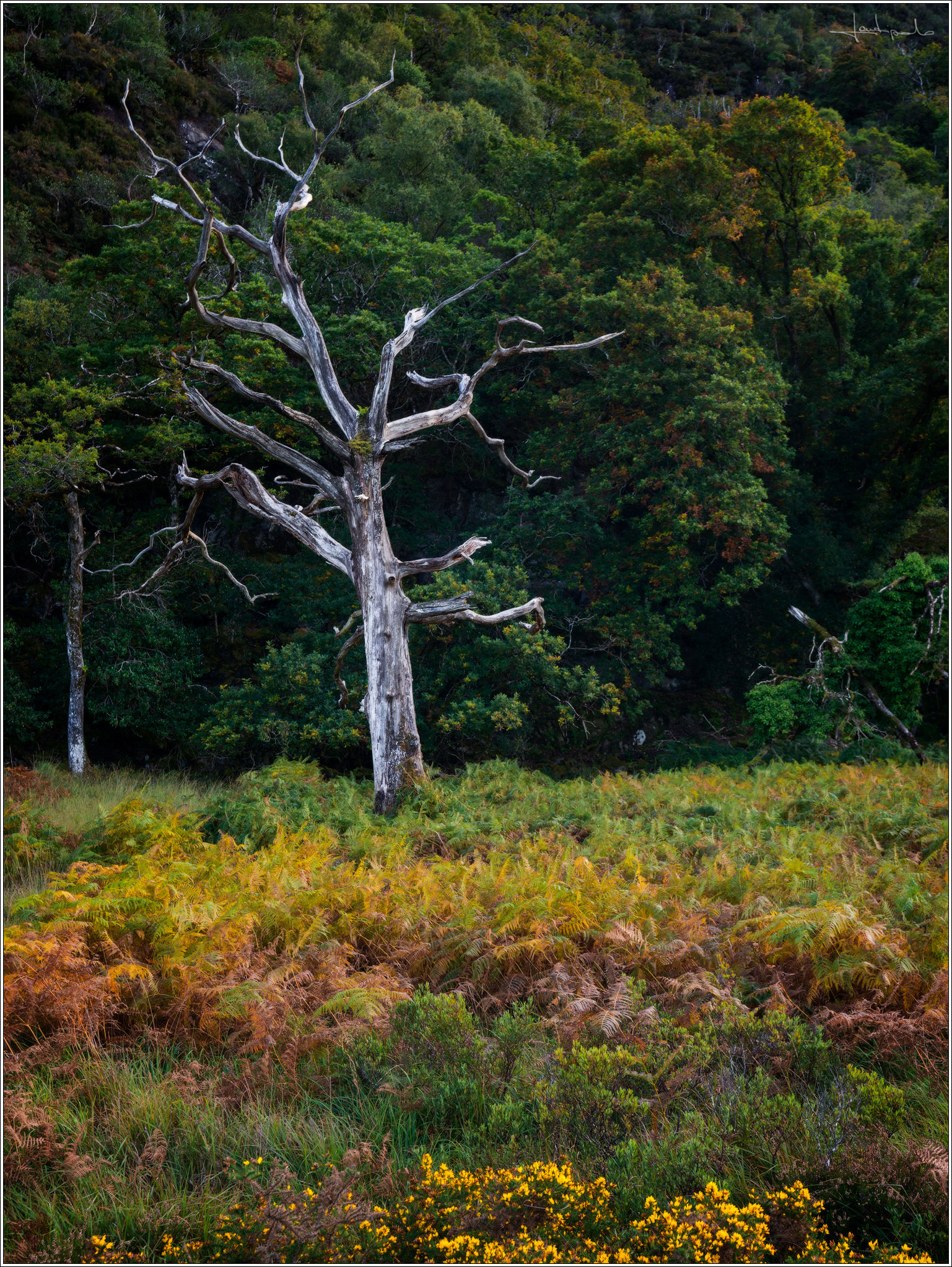 La morte si fa bella