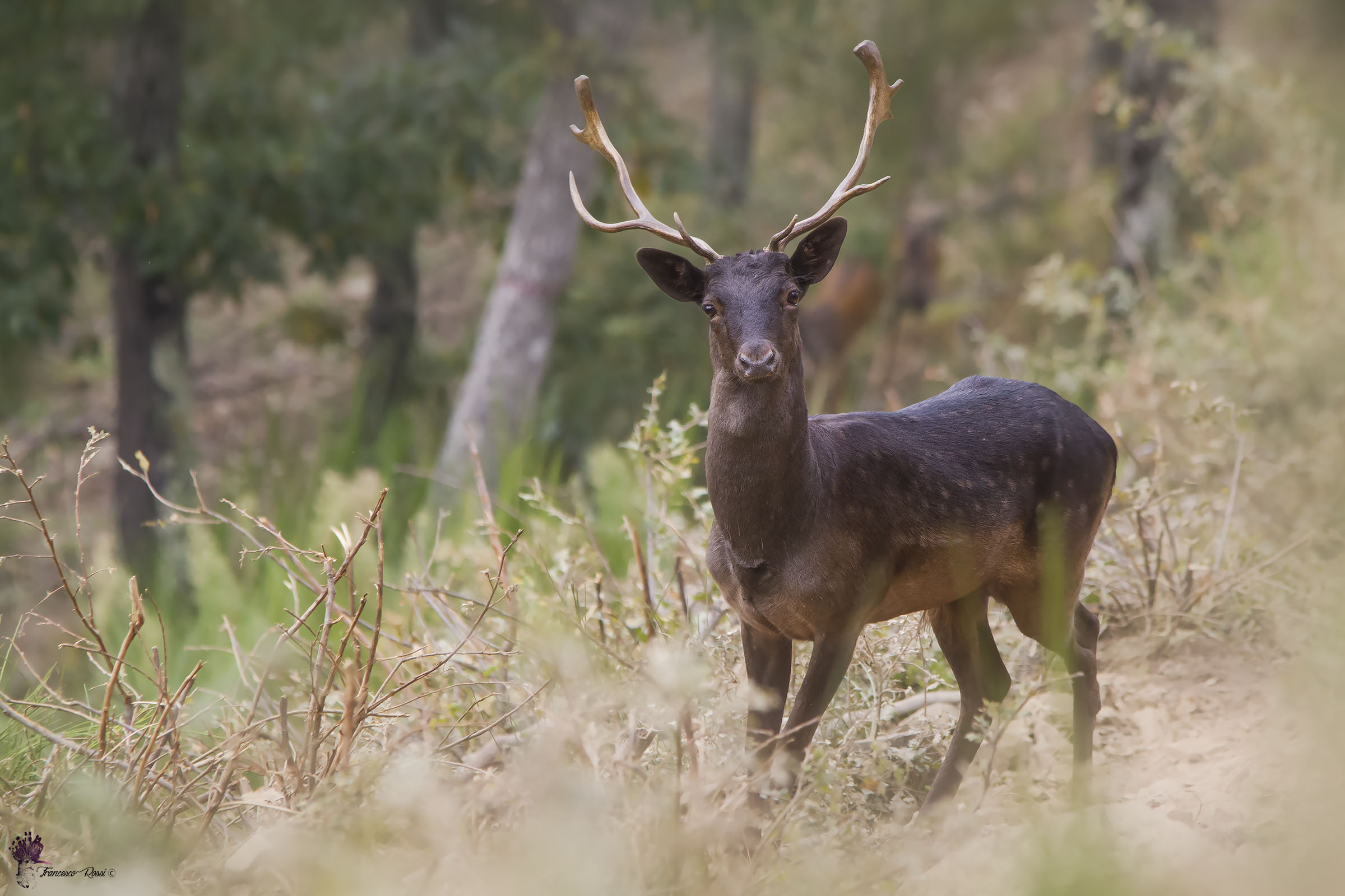 Fallow Deer "balestrone melanico"