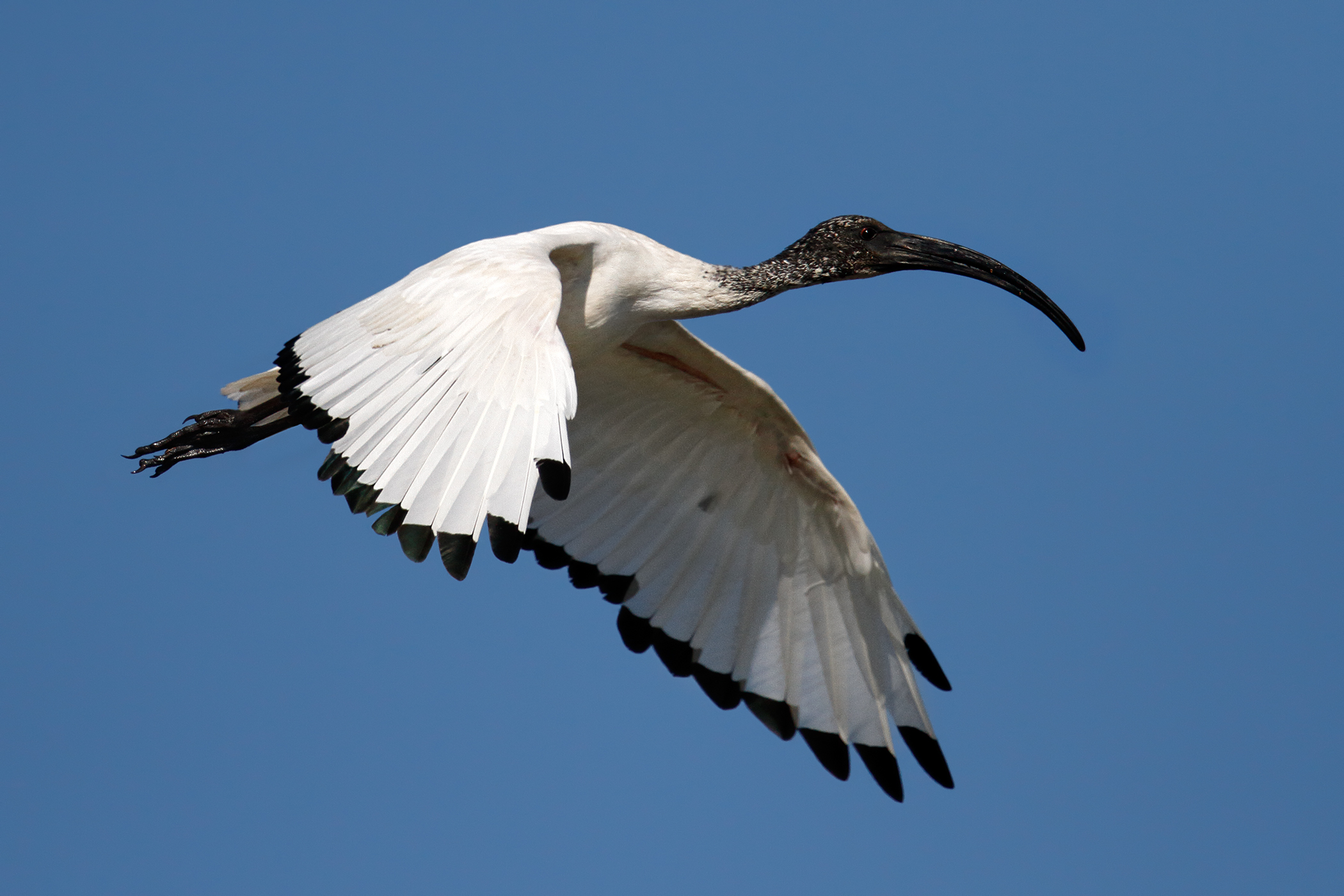 Ibis redibis non morieris in bello - Ibis sacro