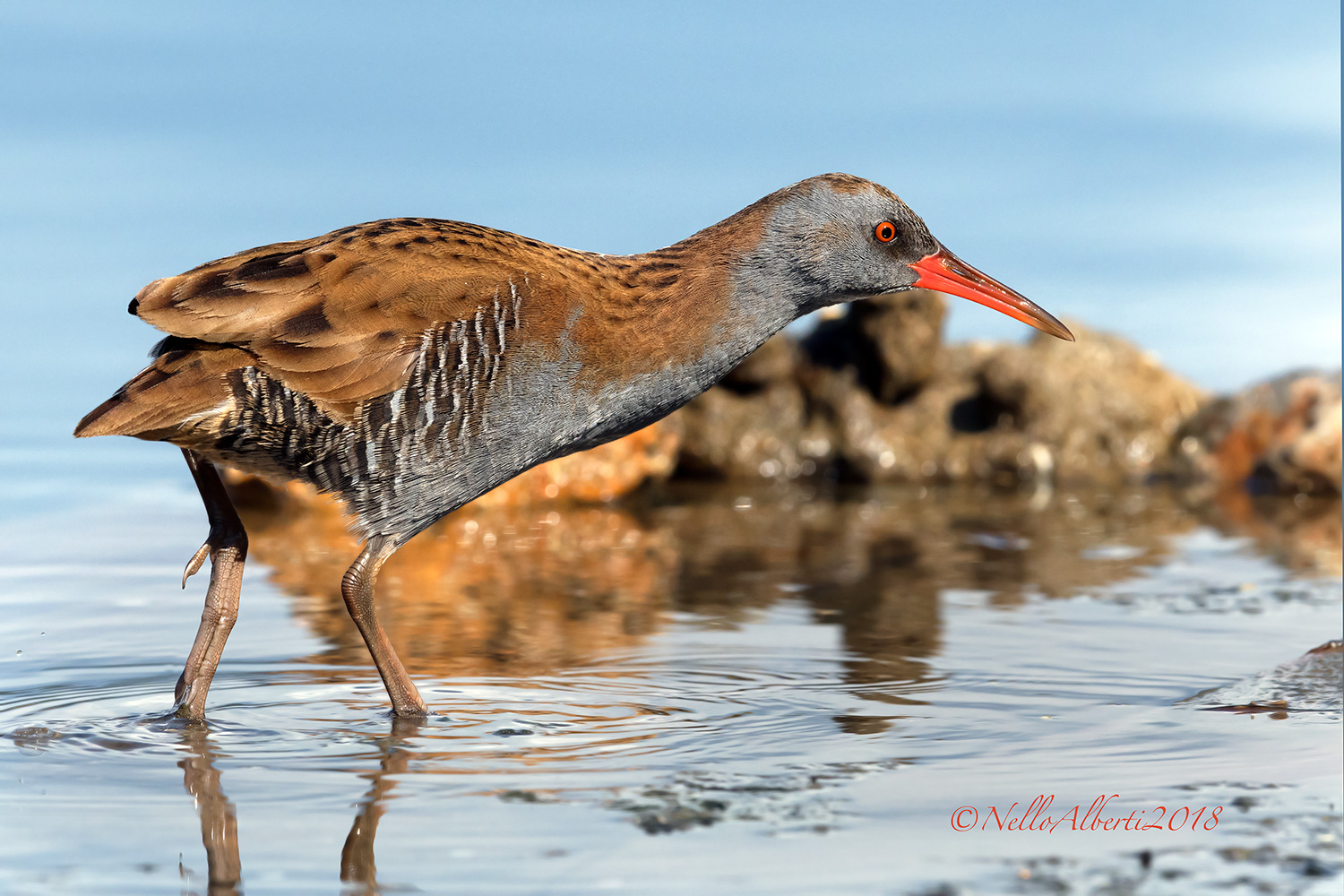 Water Rail 2018