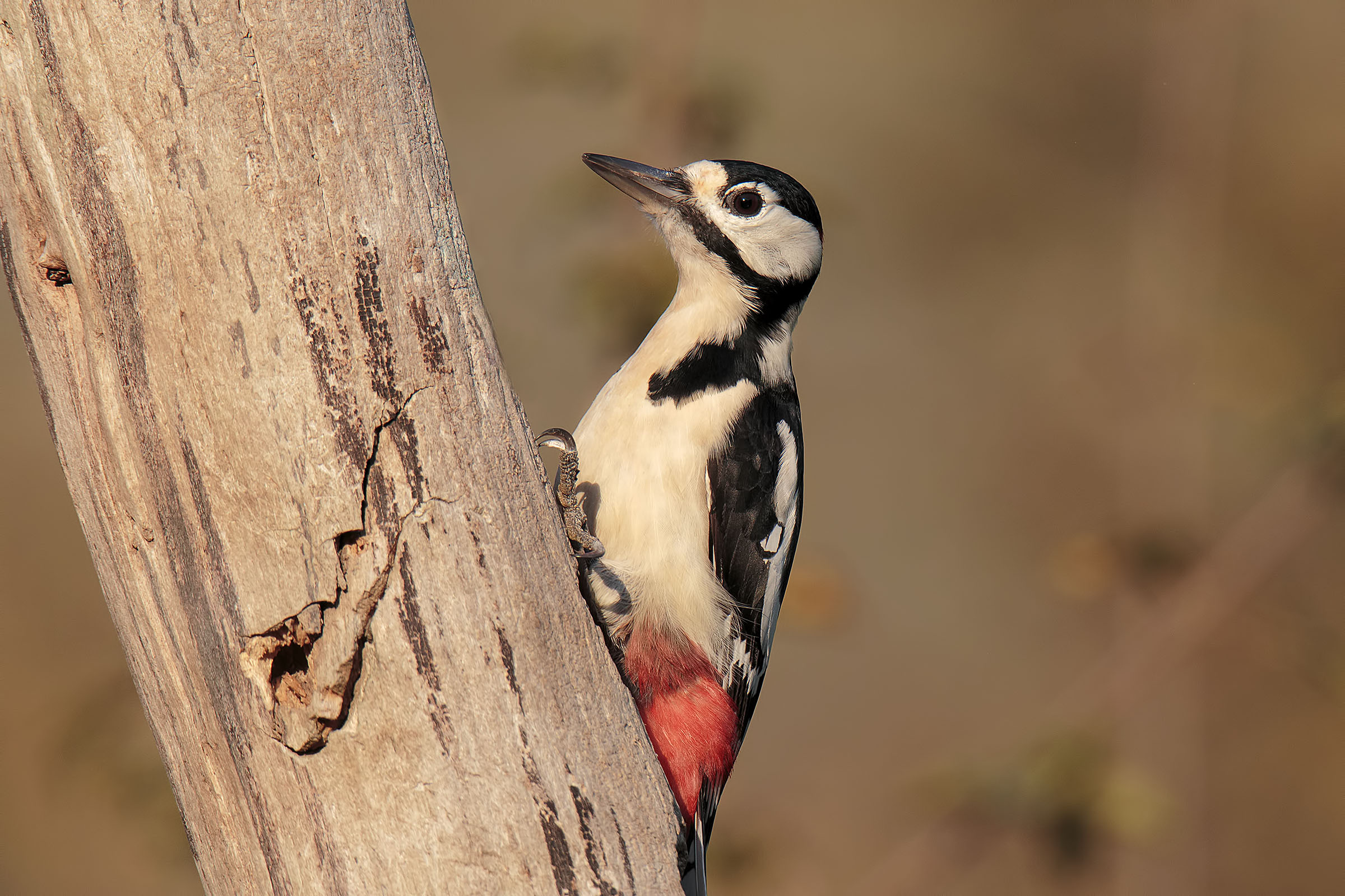 Red woodpeckers in the last rays