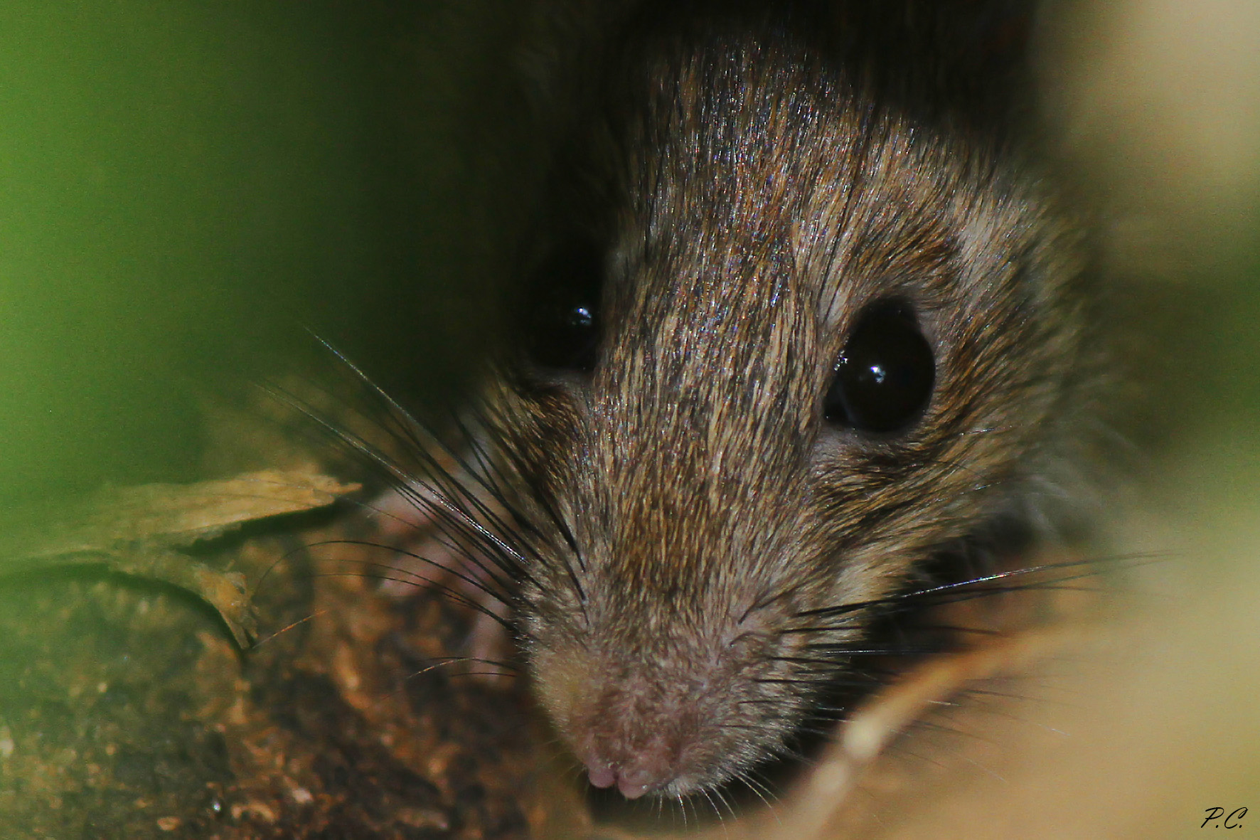 a tu per tu con Jerry