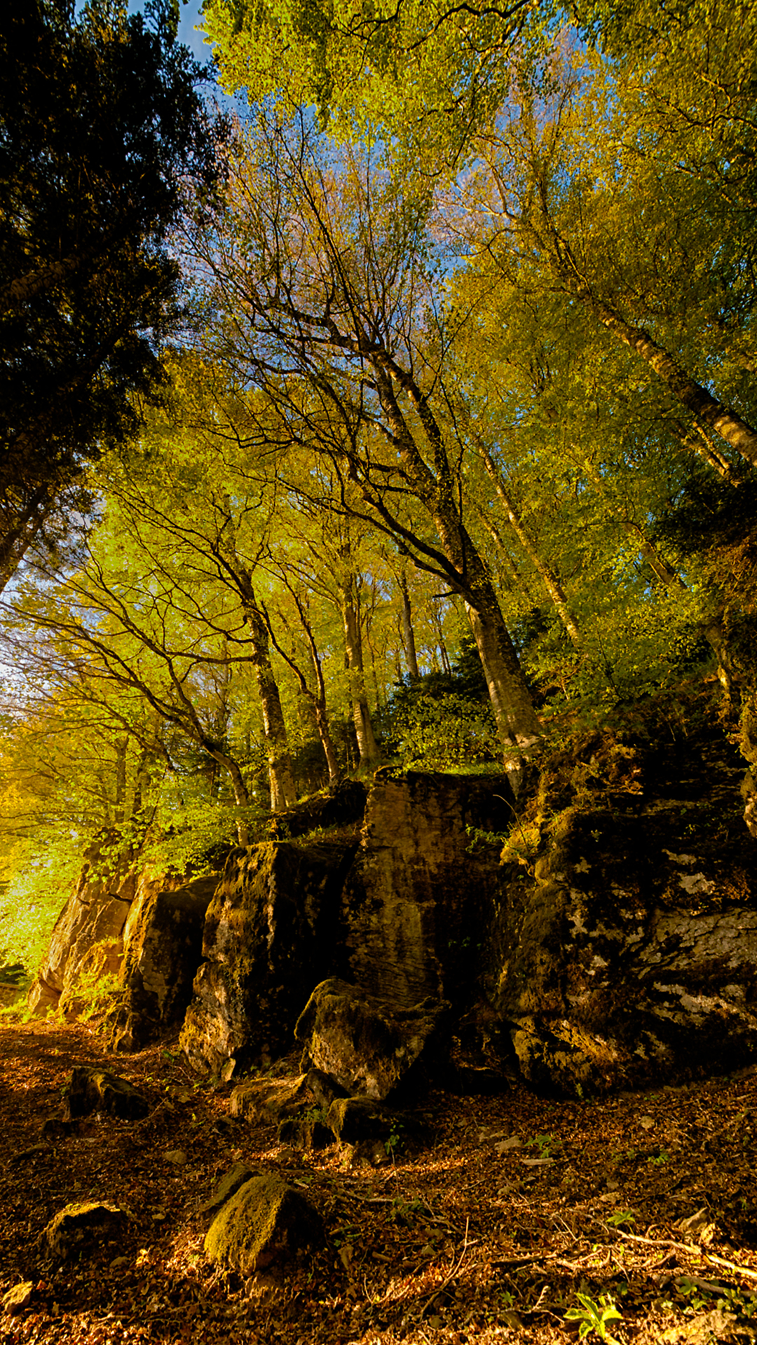 I boschi de la Verna