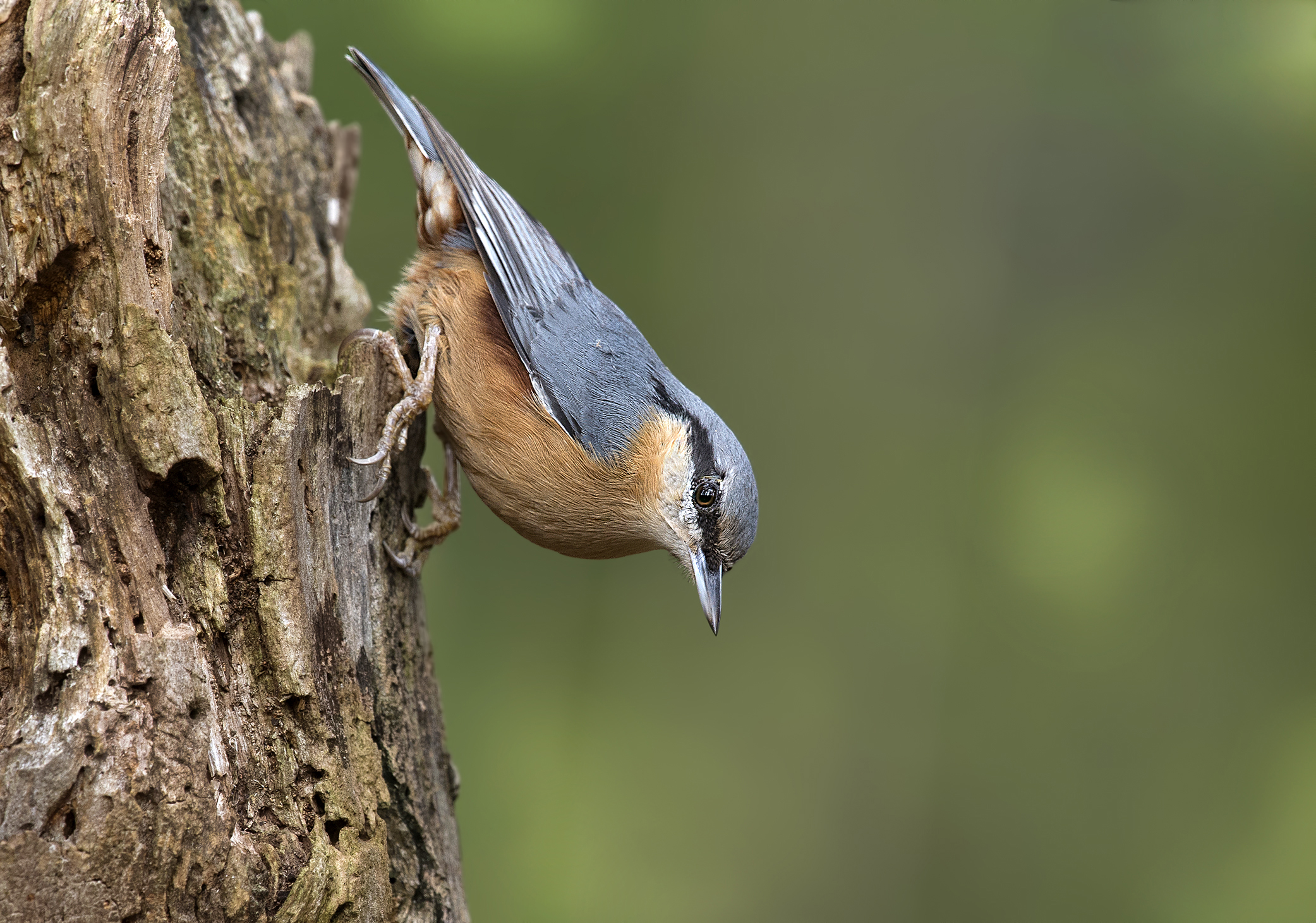 Nuthatch