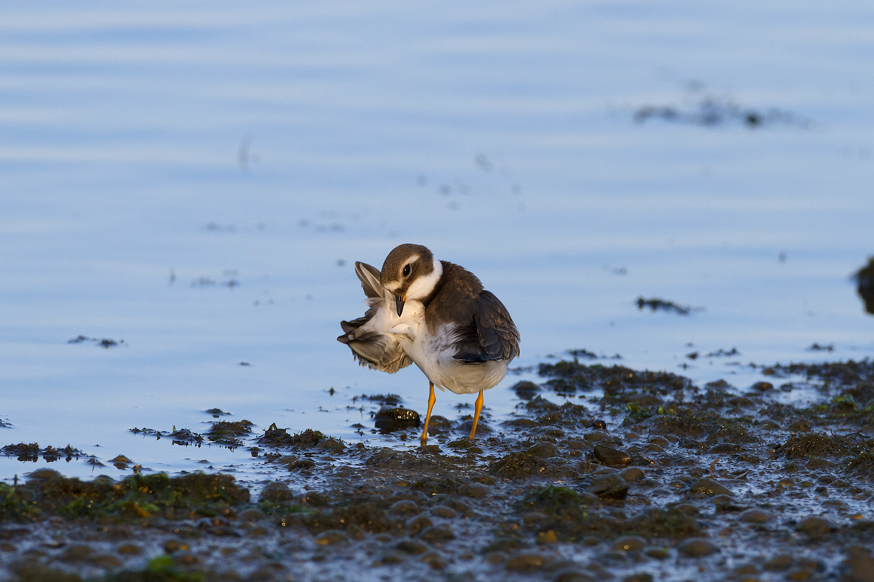 Ringed Plover
