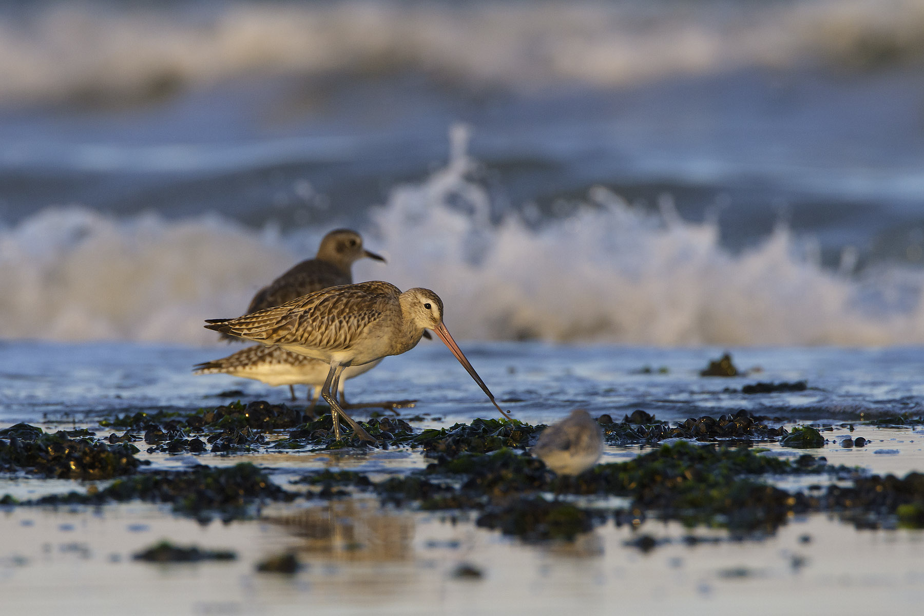Bar-tailed Godwit
