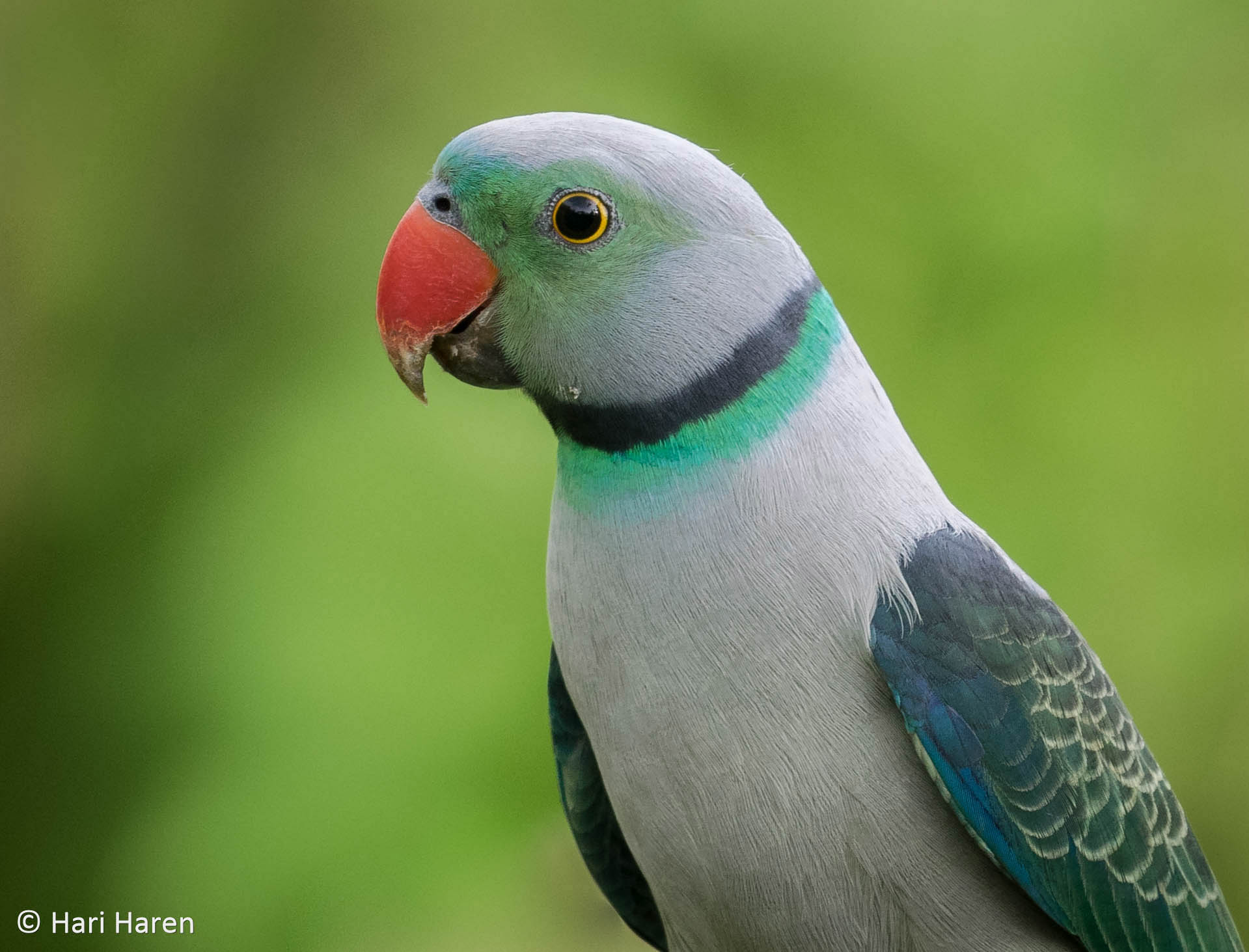 Malabar parakeet