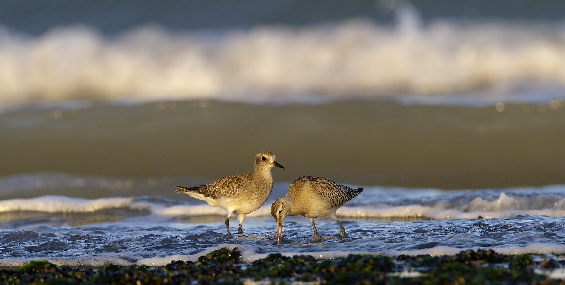 Grey Plover and Bar-tailed Godwit