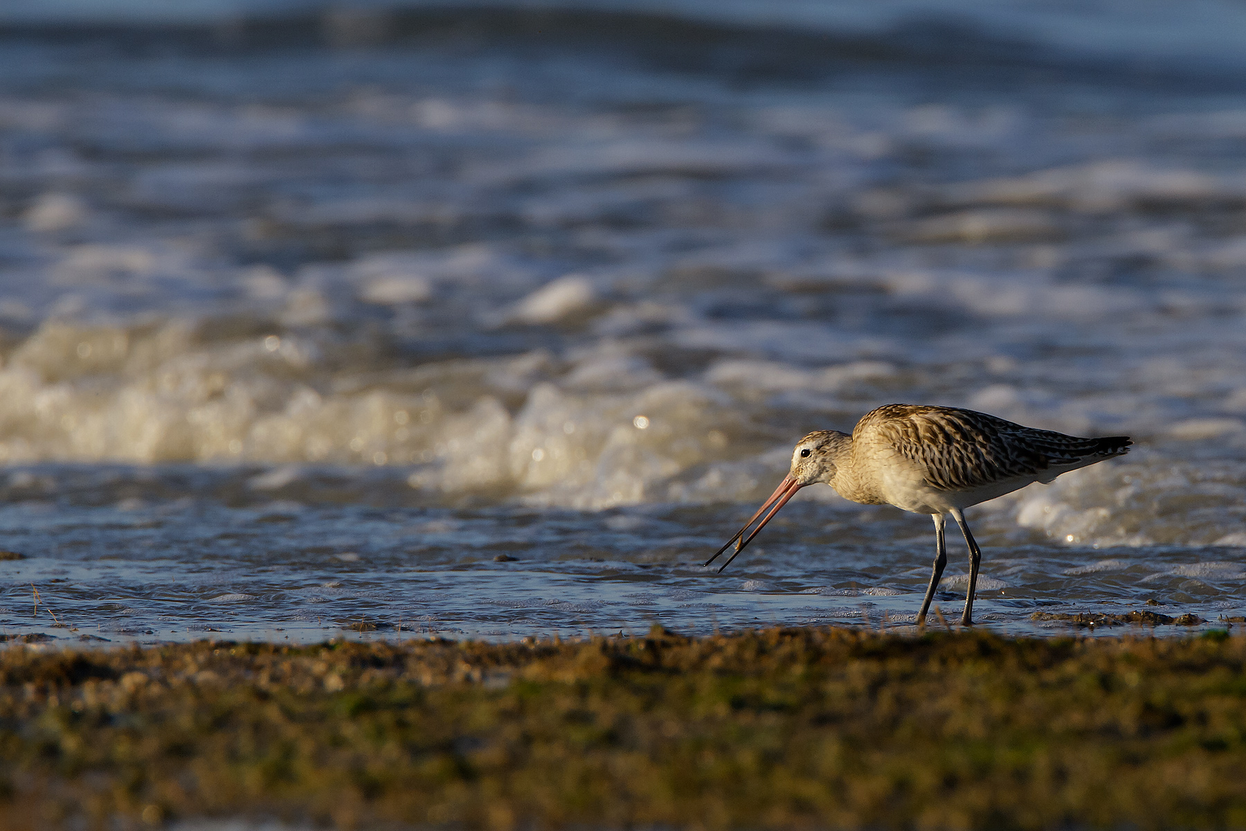 Bar-tailed Godwit