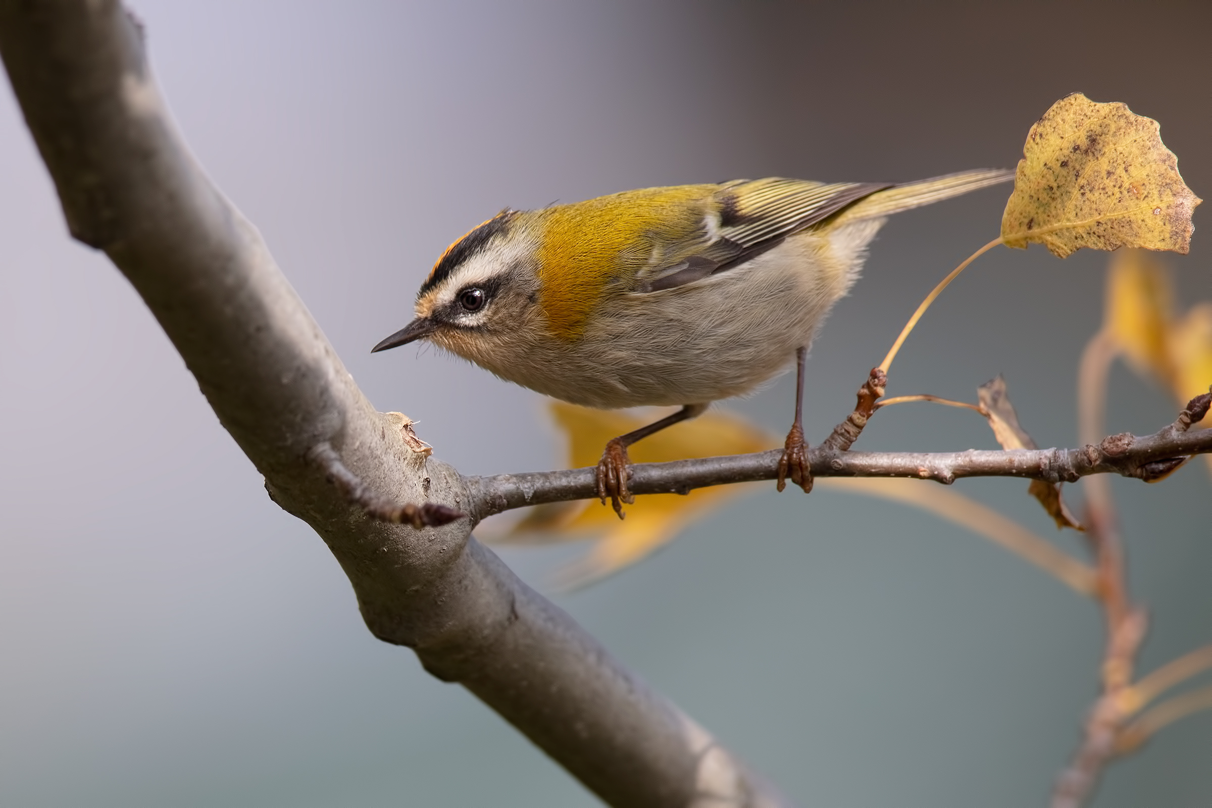 Fiorrancino (Regulus ignicapilla)