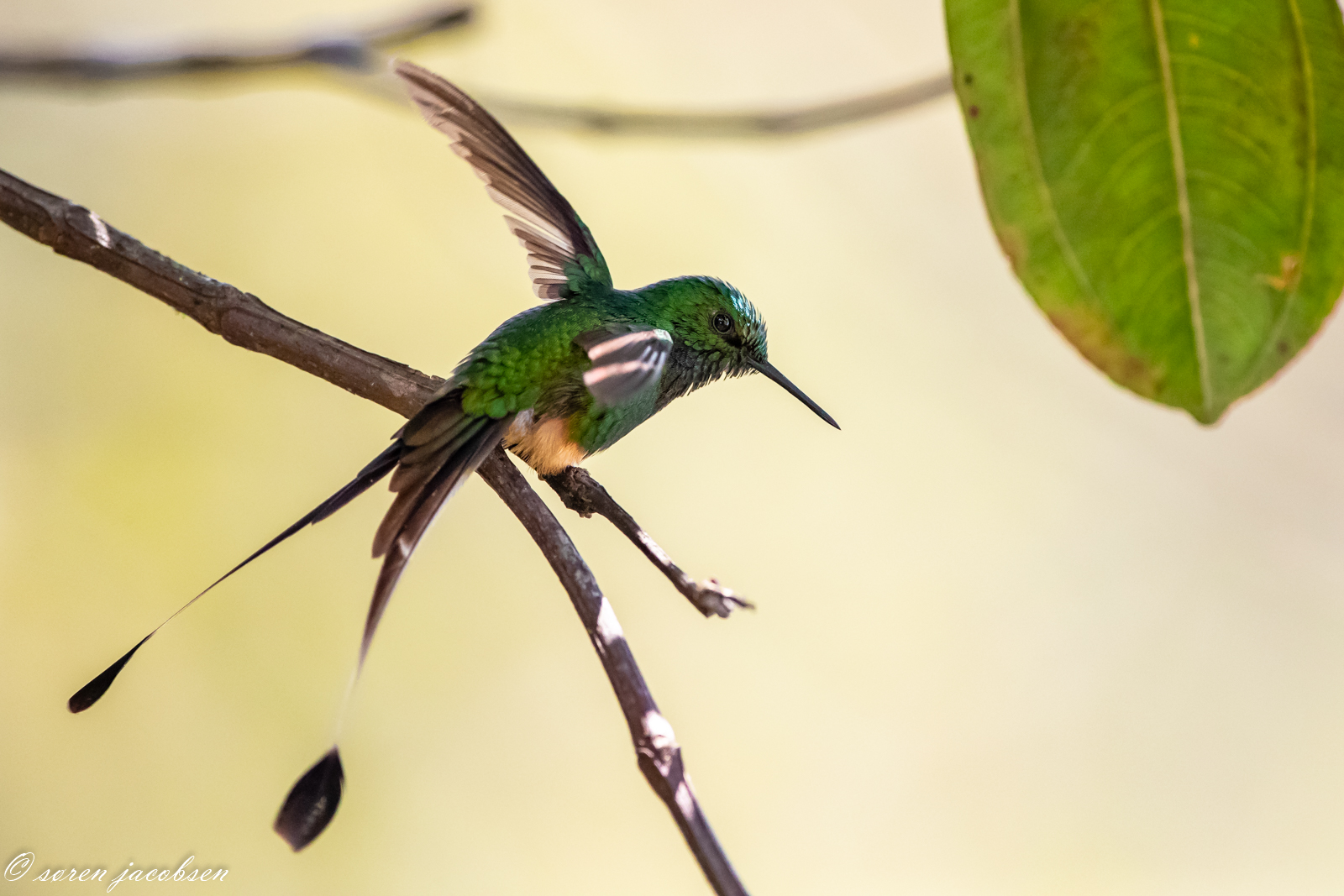Booted Racket-Tail