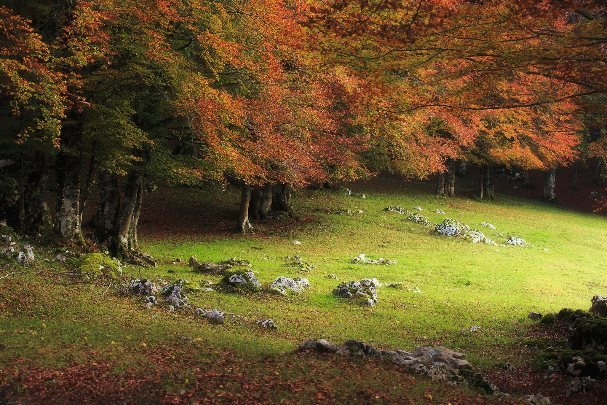 Nel bosco delle fate