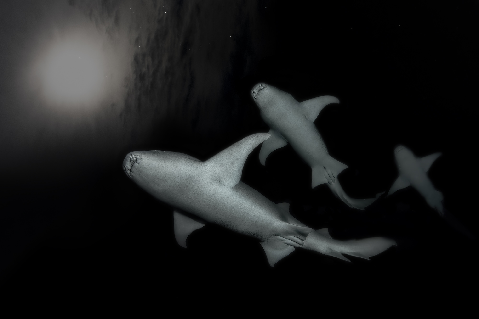 deep side of the moon squalo nutrice  al chiaro di luna