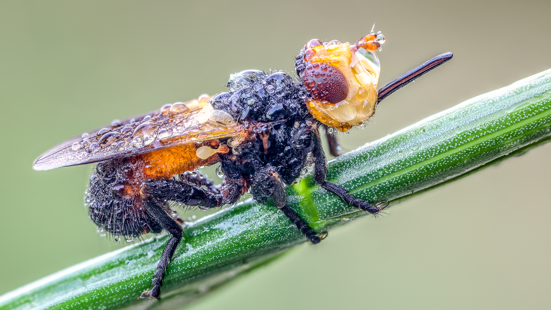 Tachina Grossa