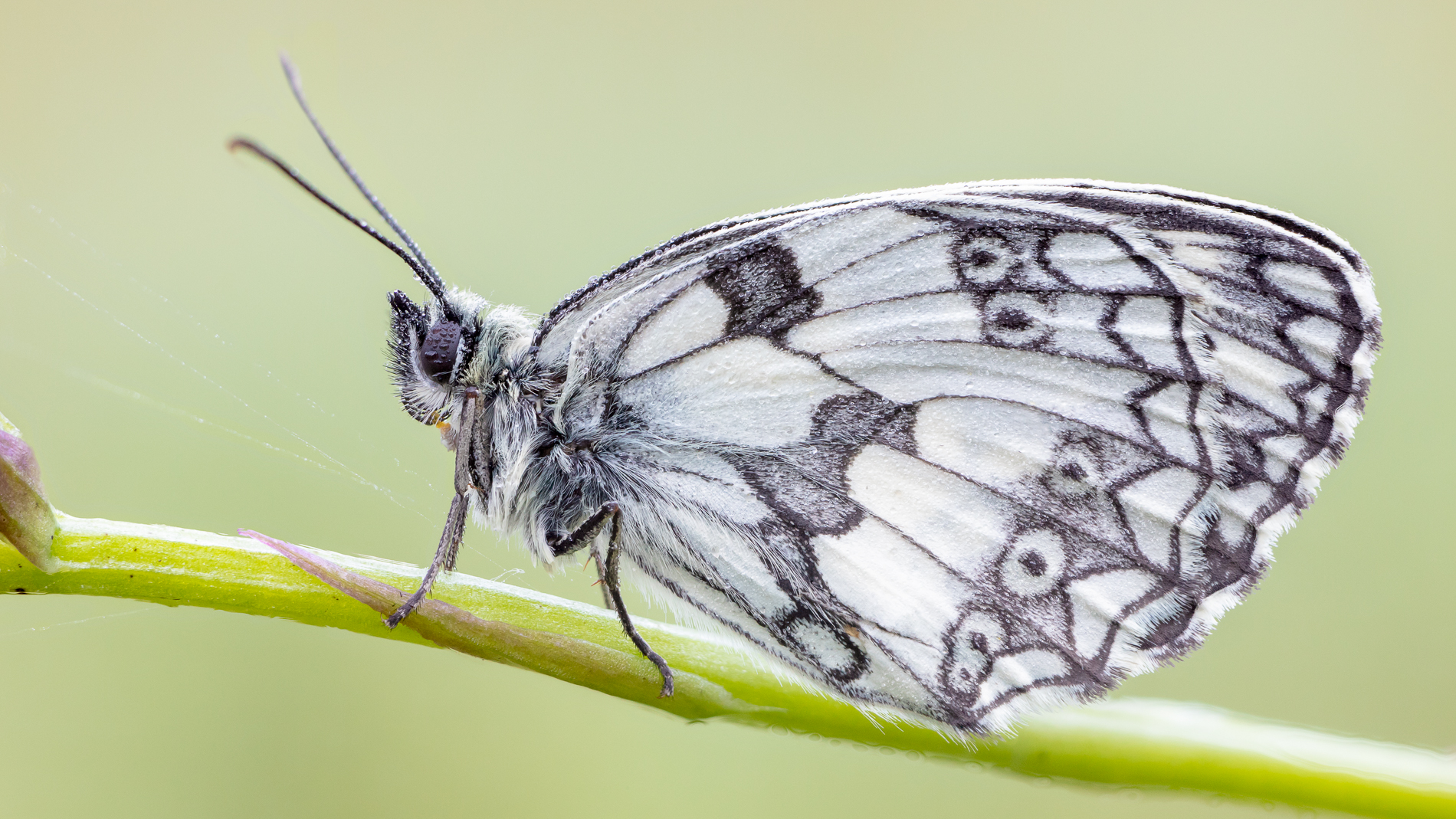 Melanargia
