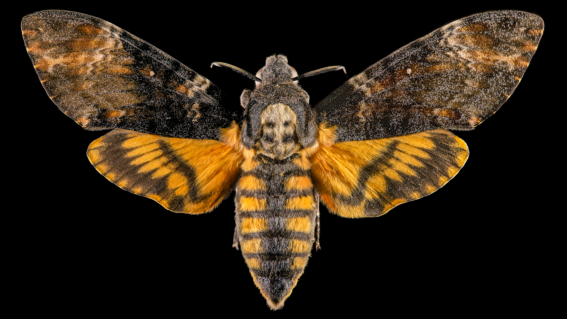 Acherontia Atropos