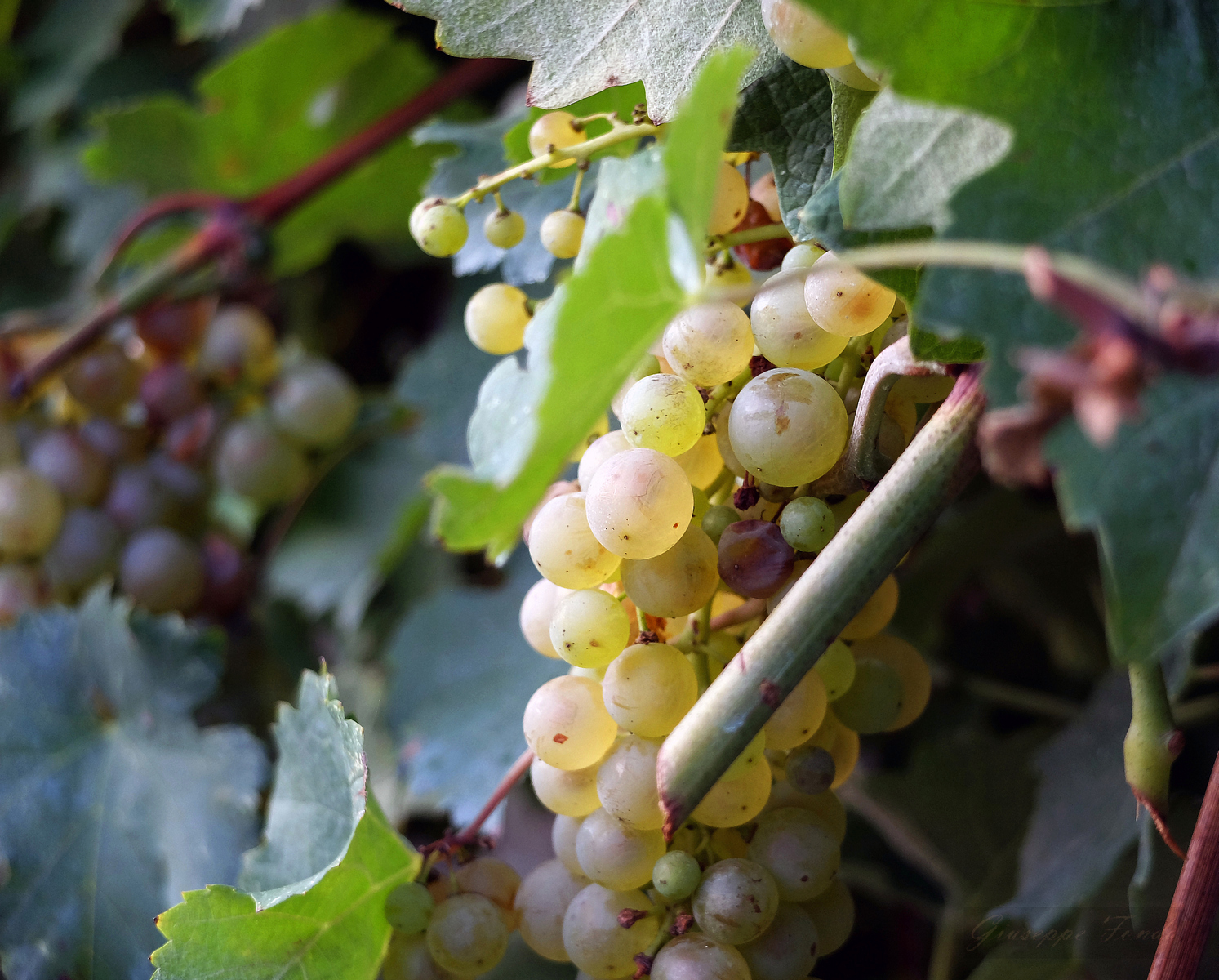 Autumn with its fruits