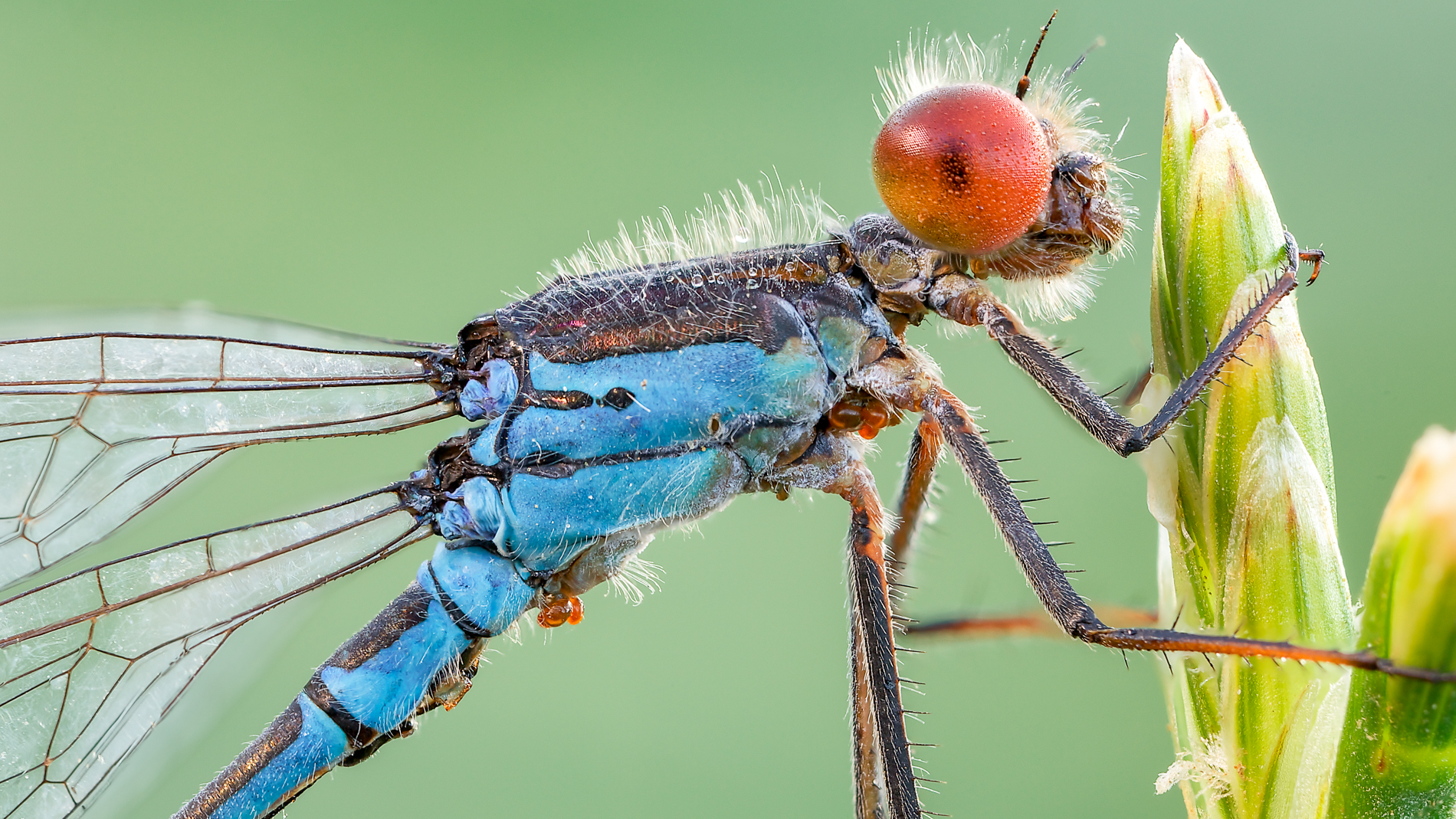 Damigella occhi rossi