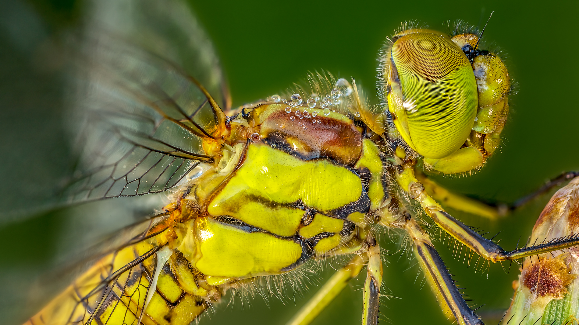 Sympetrum