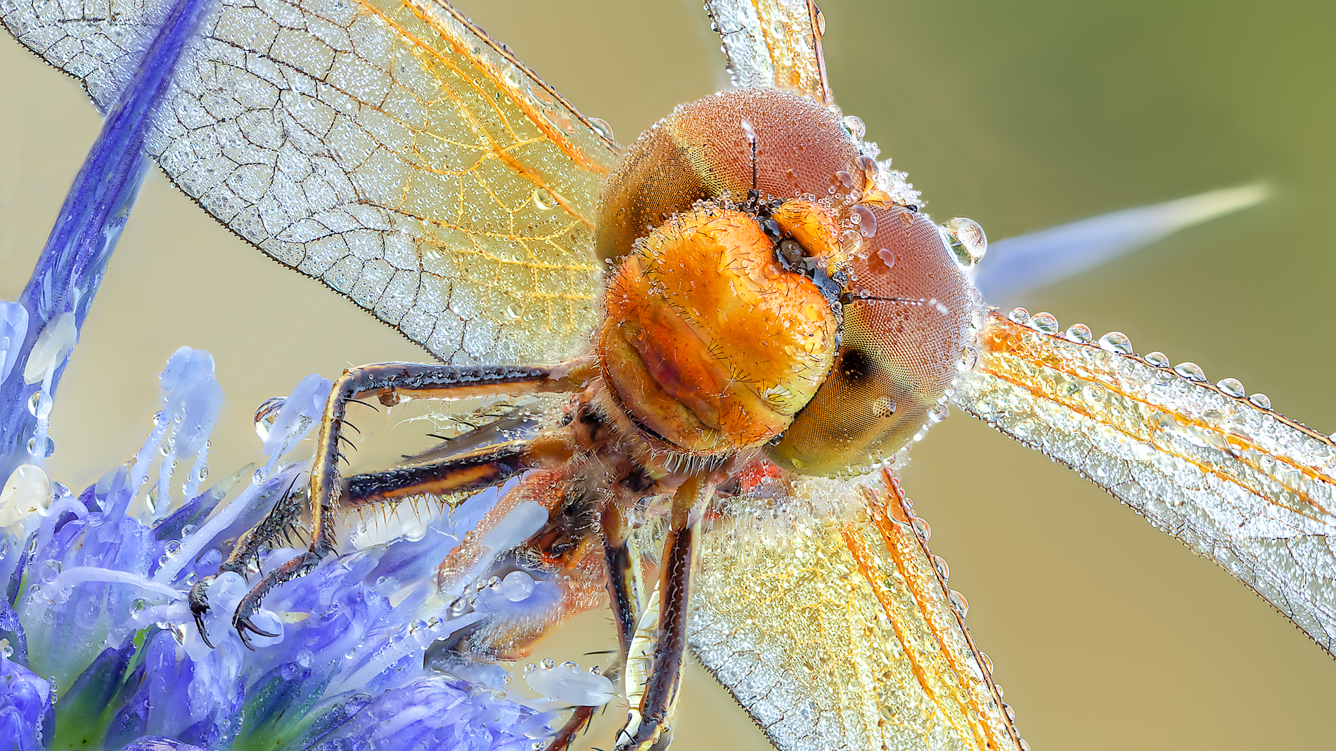 Sympetrum