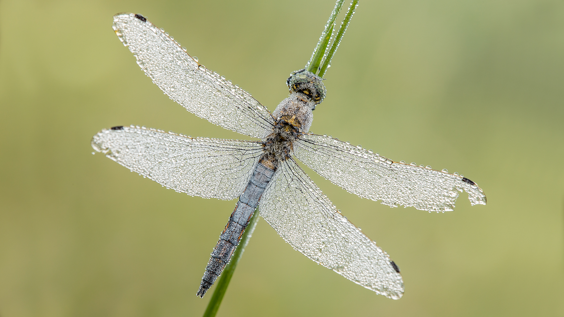 Libellula