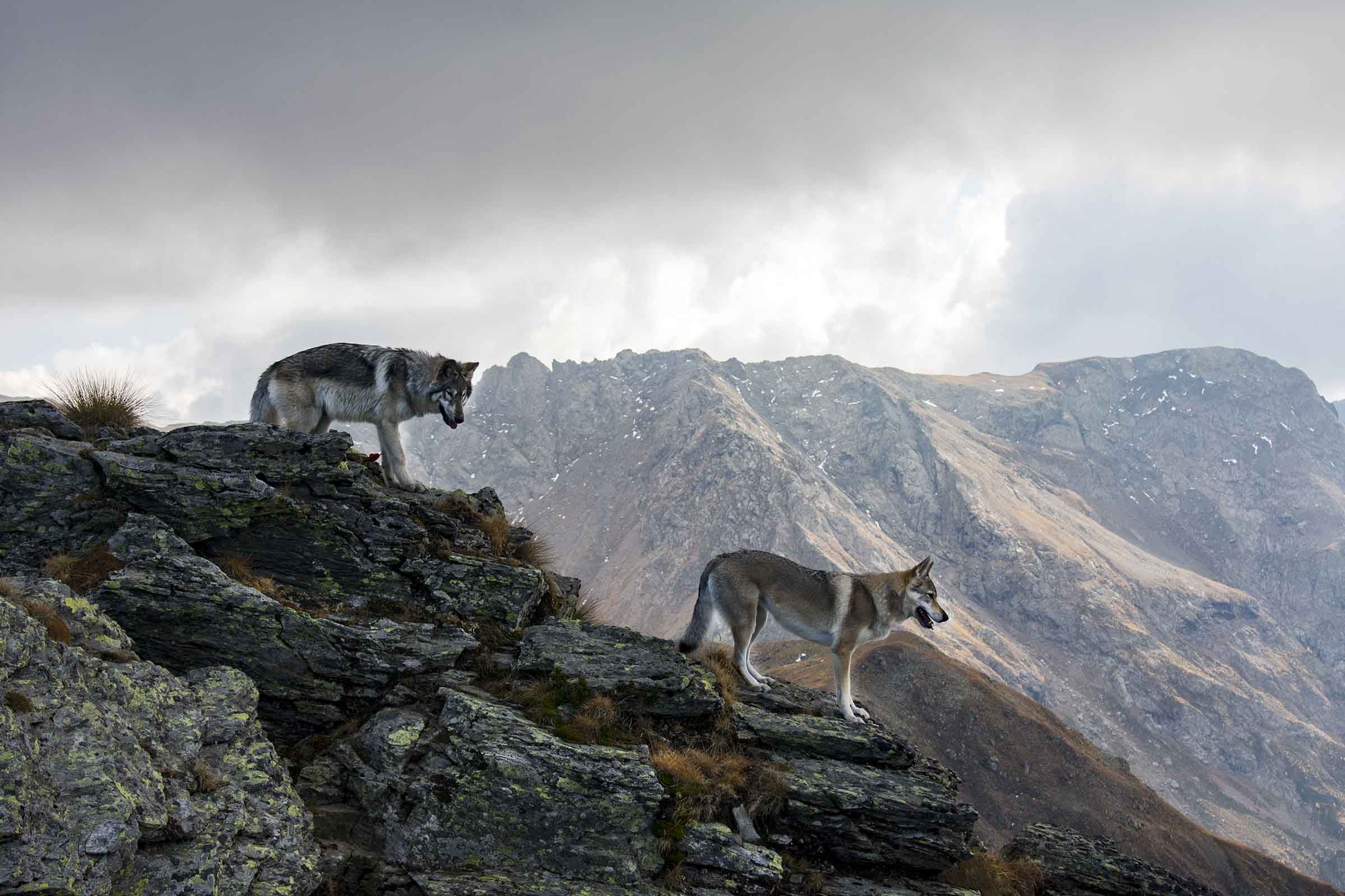Unique Beauties in Crest
