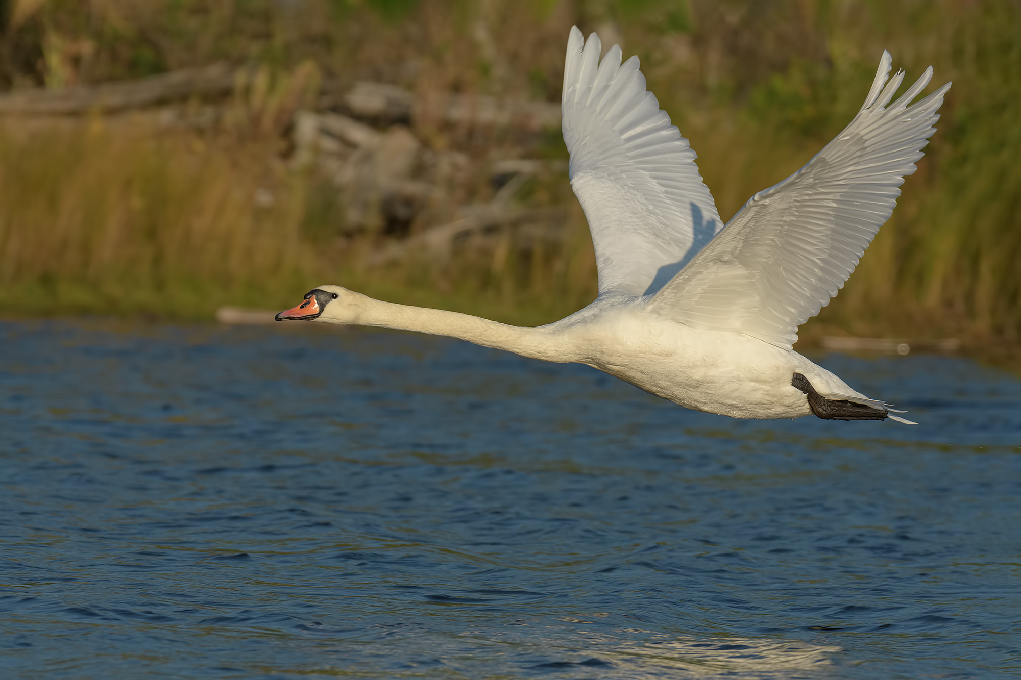 Cigno Reale - foce di Serchio.