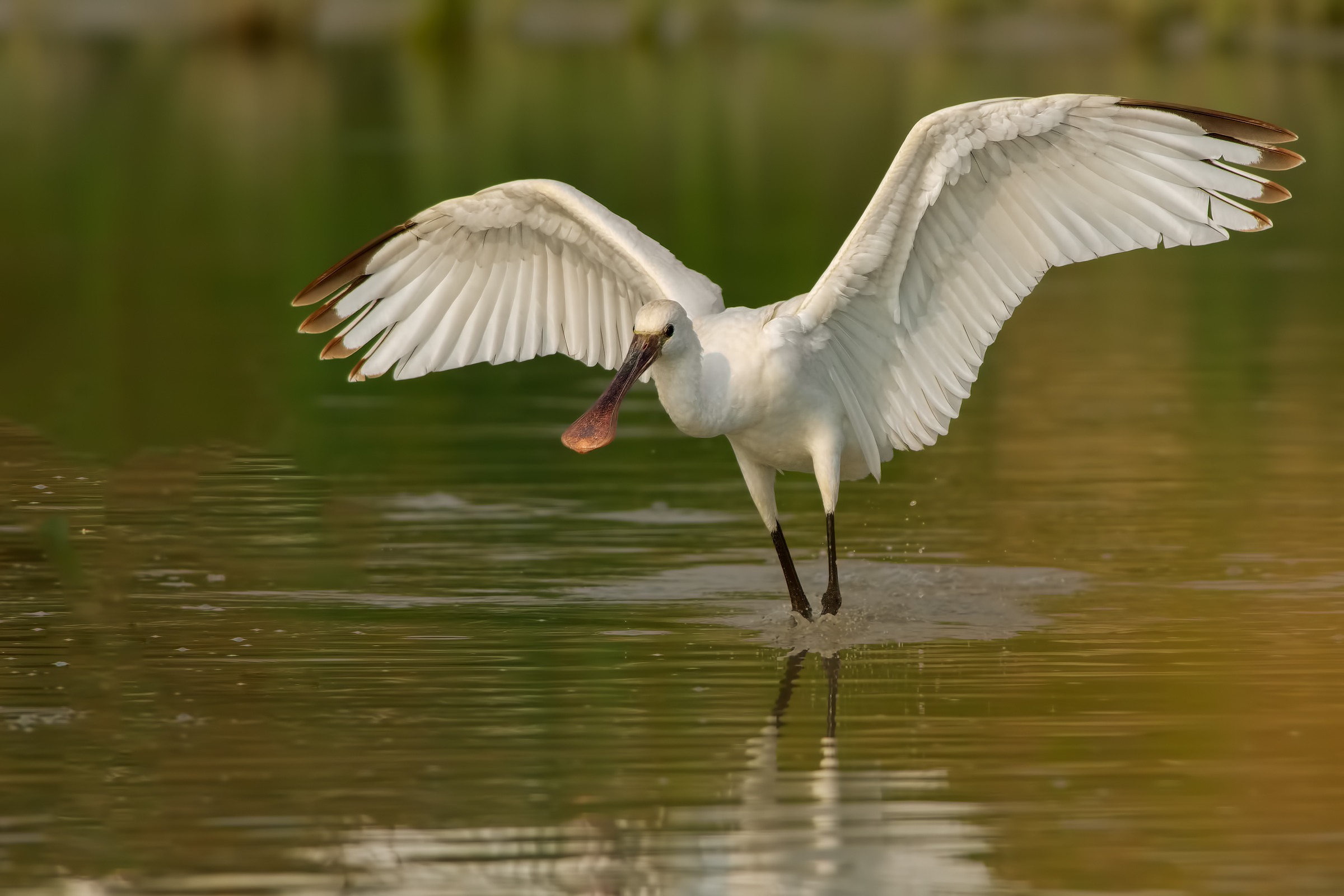 Spatula (platalea Leucorodia)