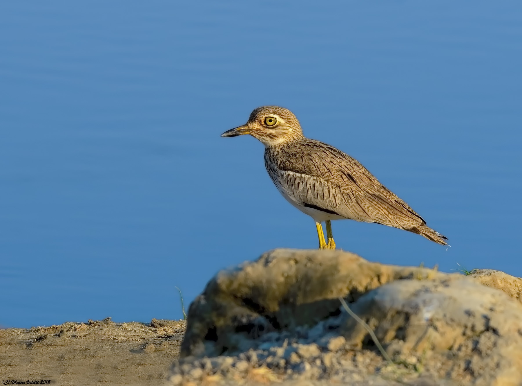 Water Thick-Knee (burhinus vermiculatus