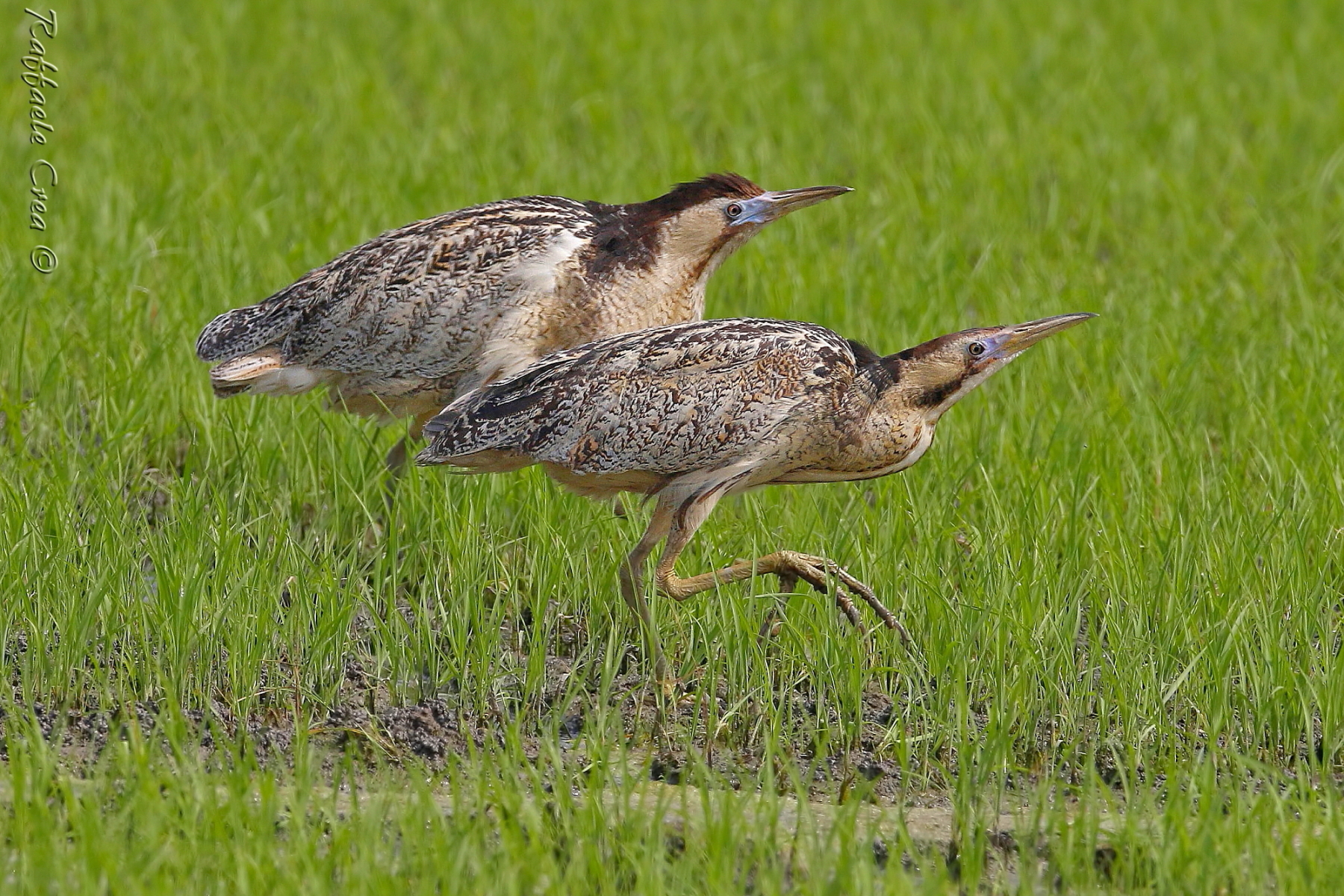 Tarabusi:Paso Doble.Guarda che ti vedo!