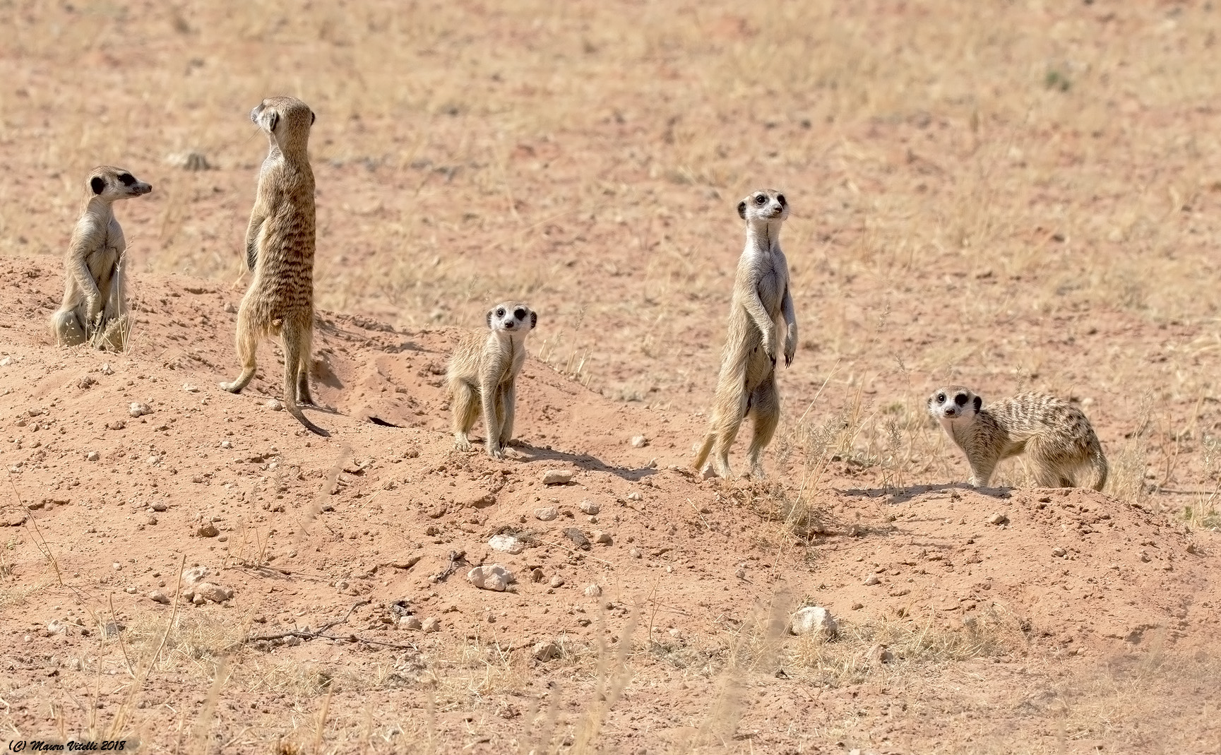 A nice family (suricati) Kalahari