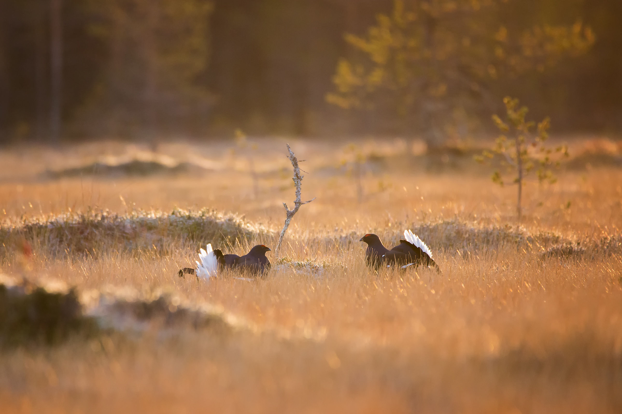 L'alba con i forcelli
