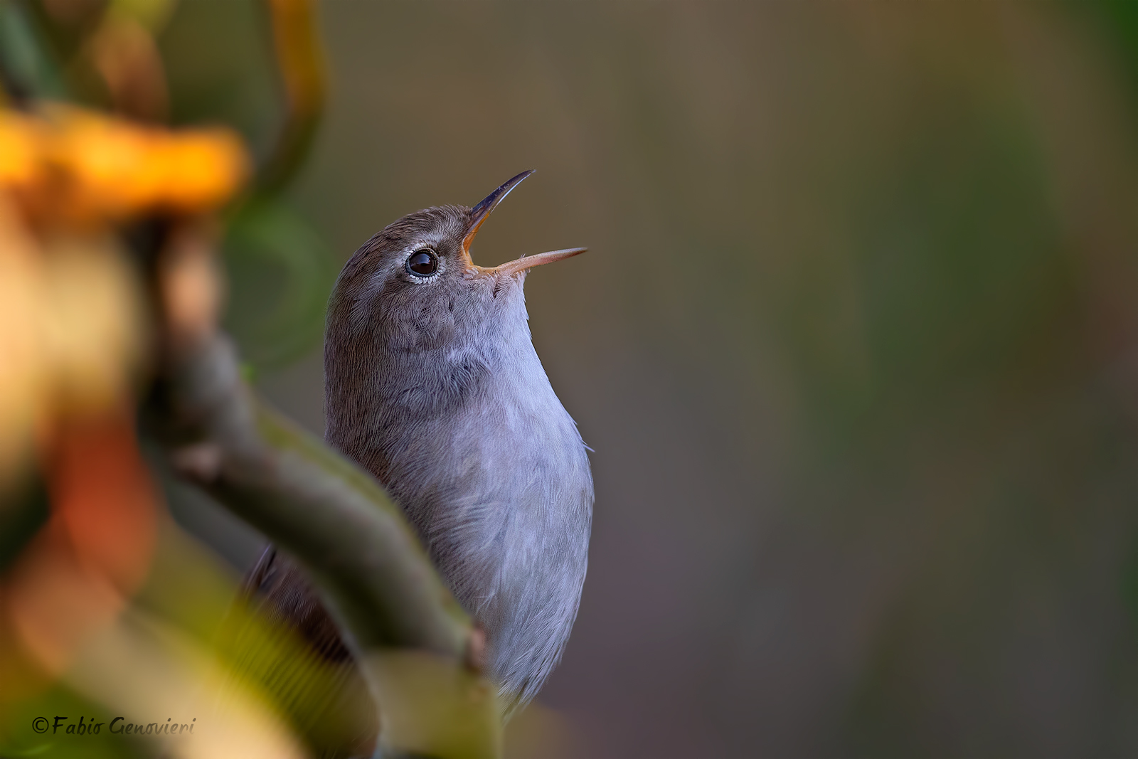 Songbird of Songbird River