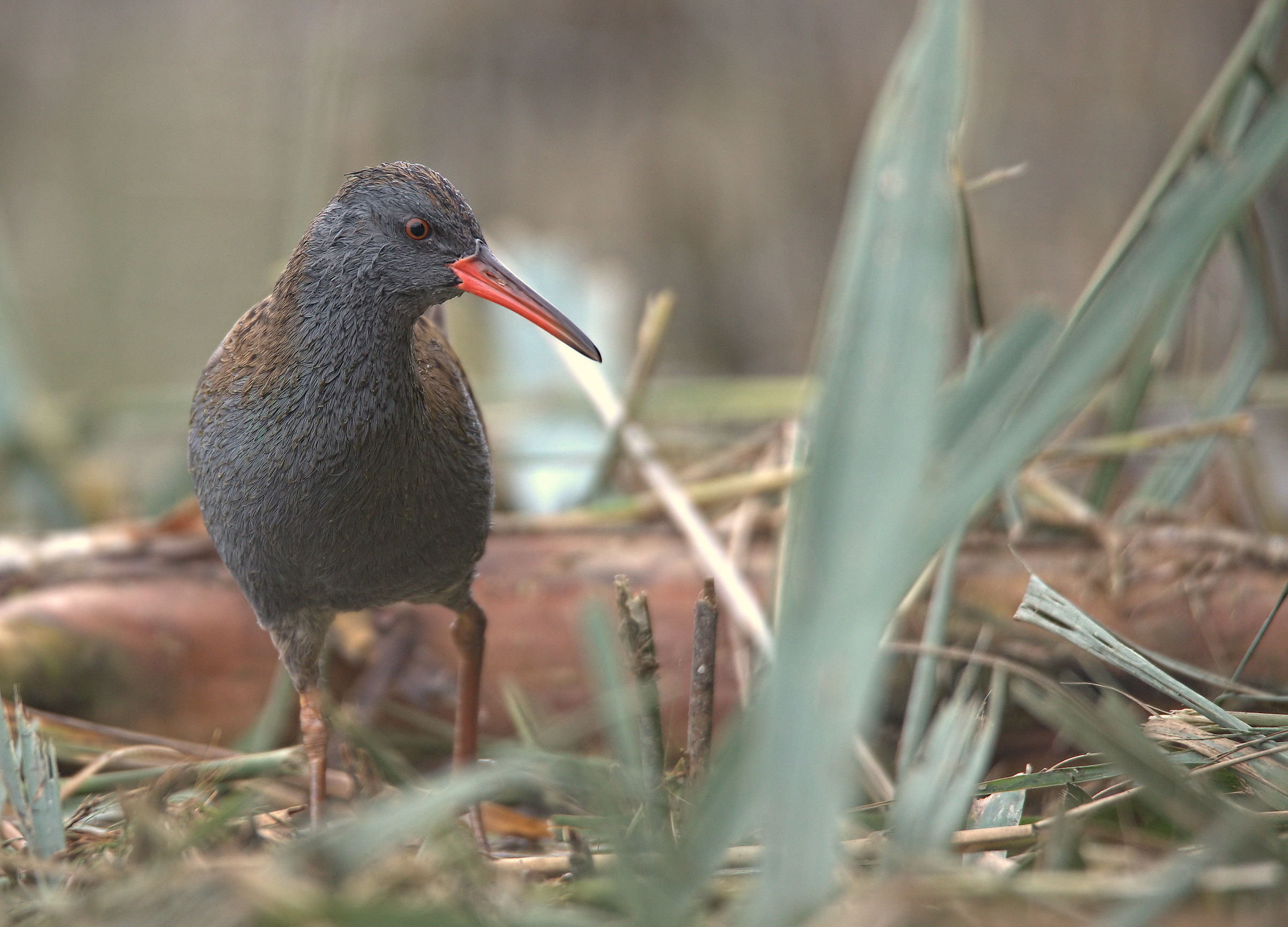 Water Rail