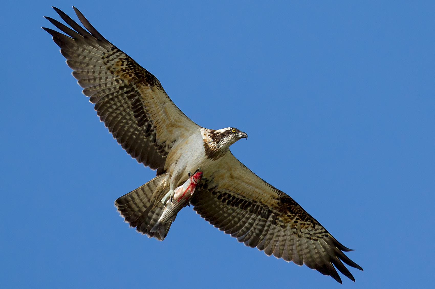 You eat! -osprey with Prey