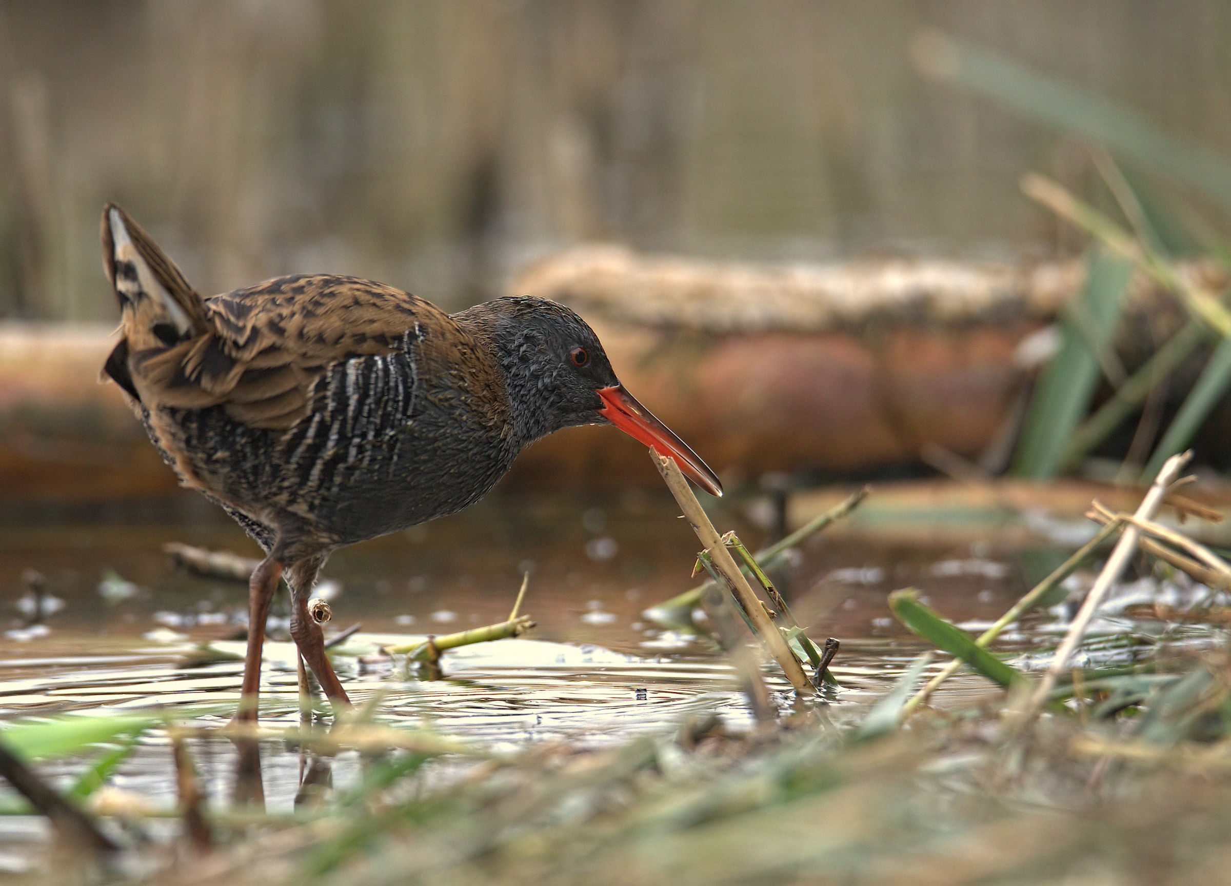 Water Rail