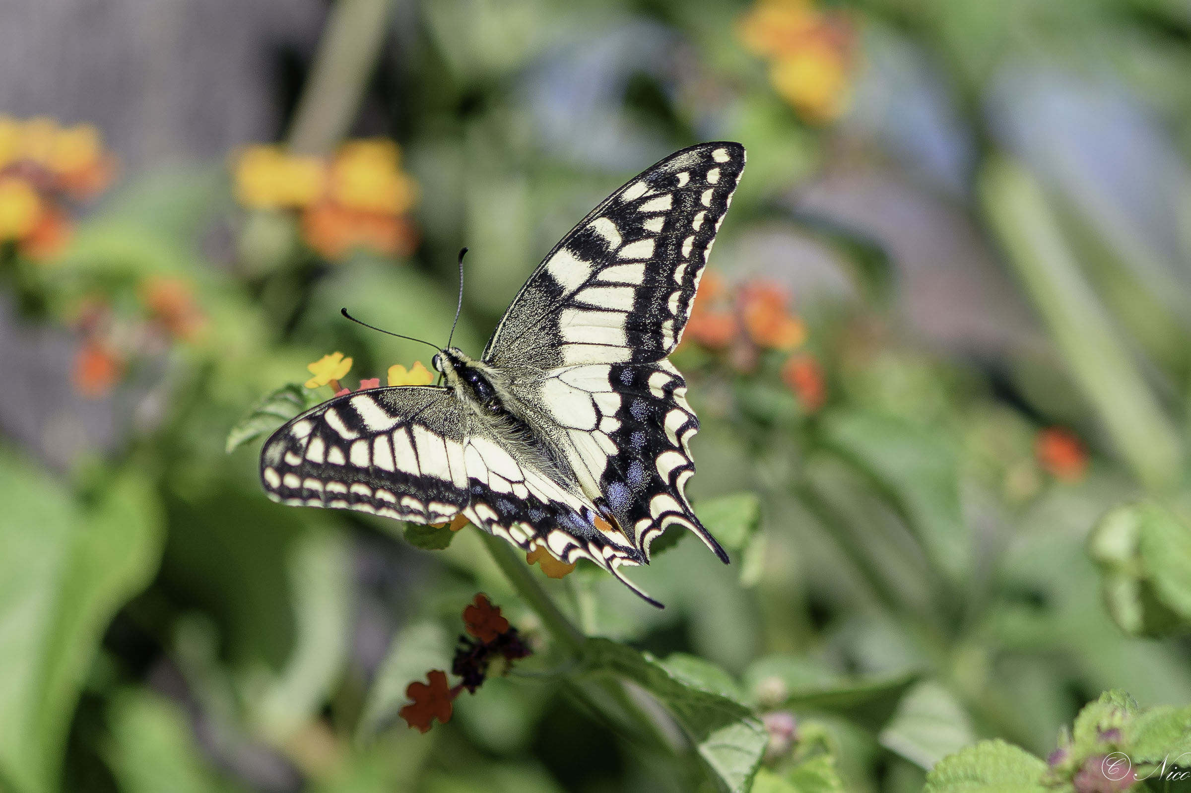 Machaon tra i colori