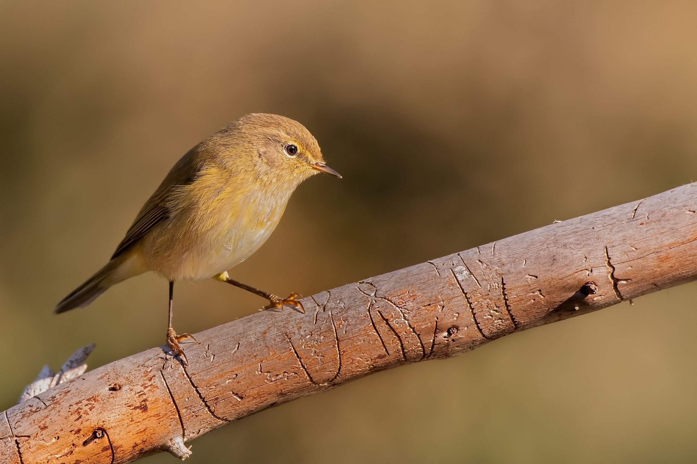 Luì grosso (Phylloscopus trochilus)