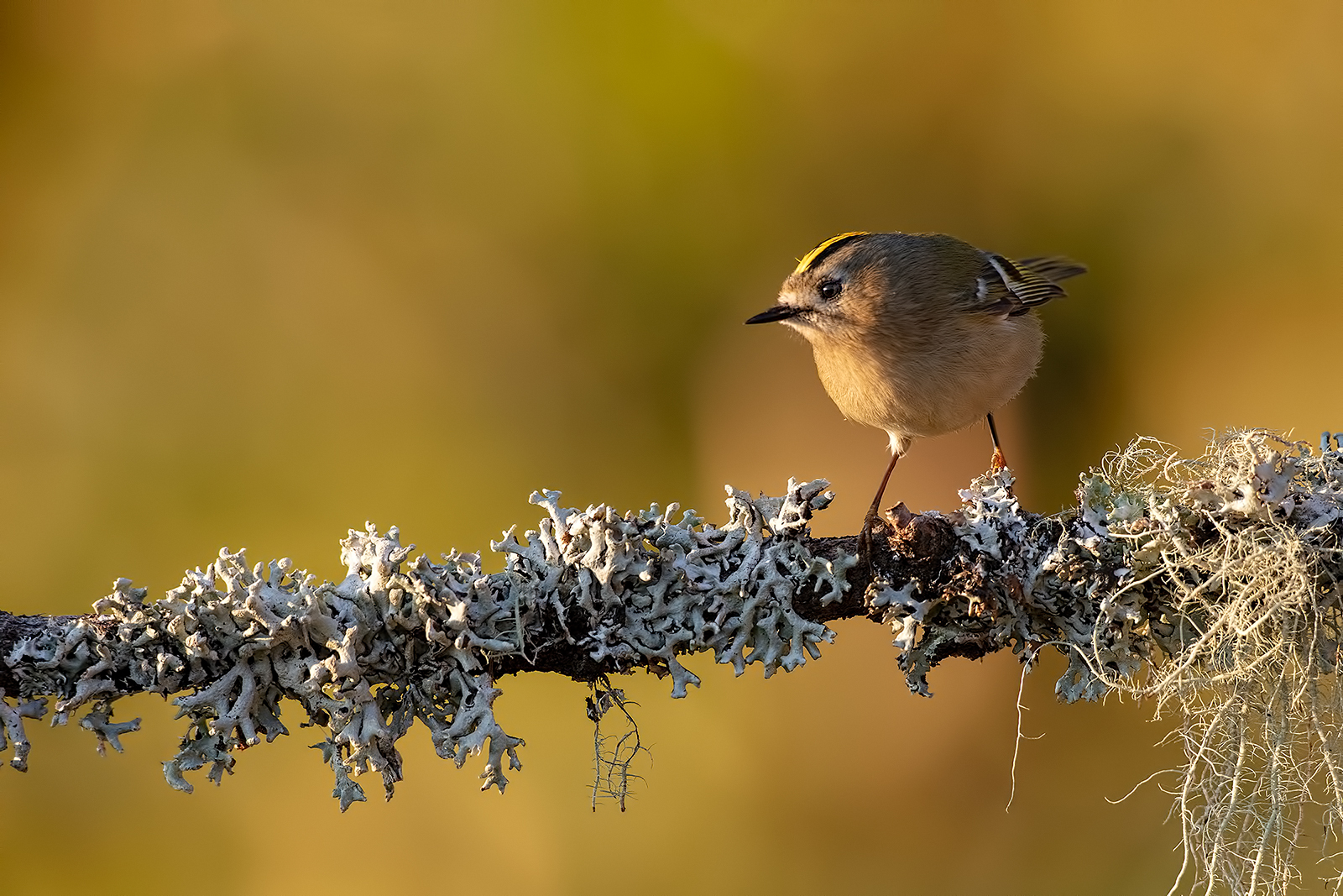 Regolo (Regulus regulus) ambientato