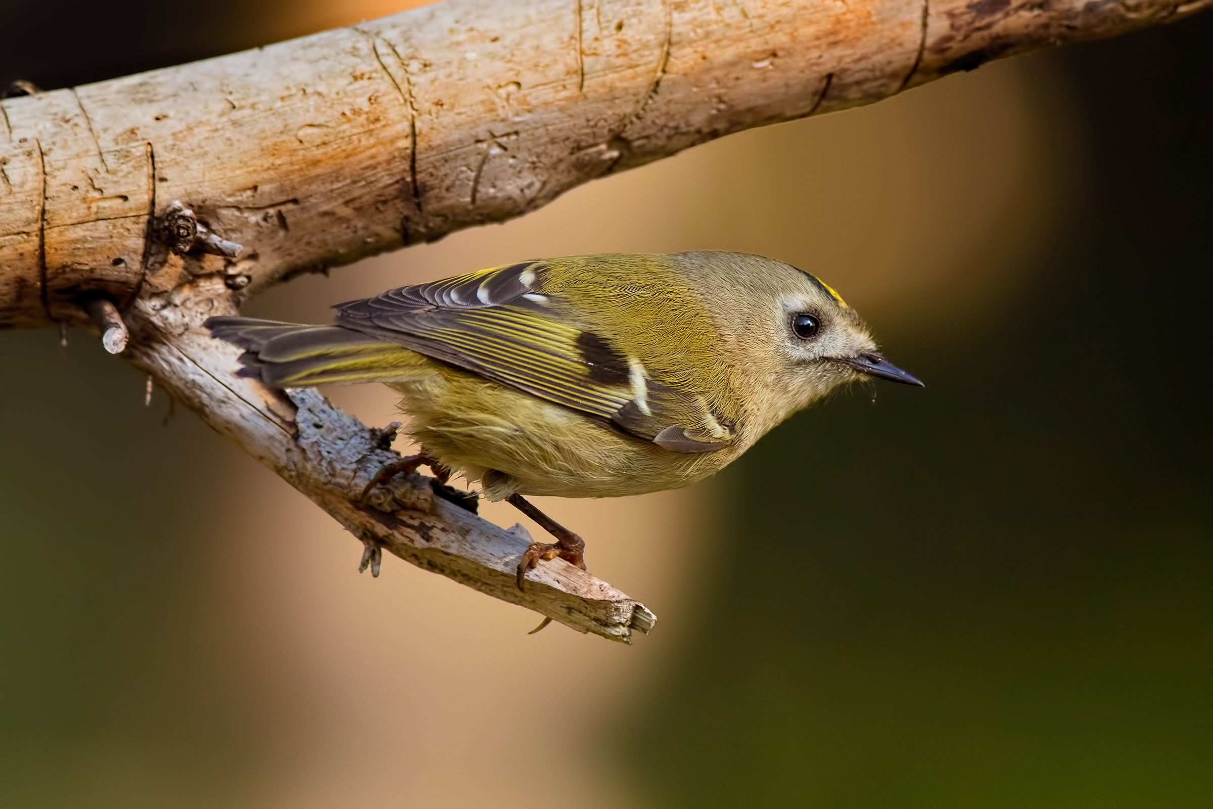 Regolo (Regulus regulus)