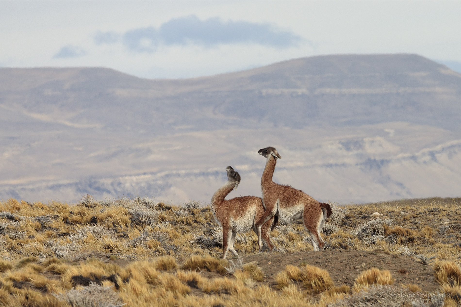 Guanaco2