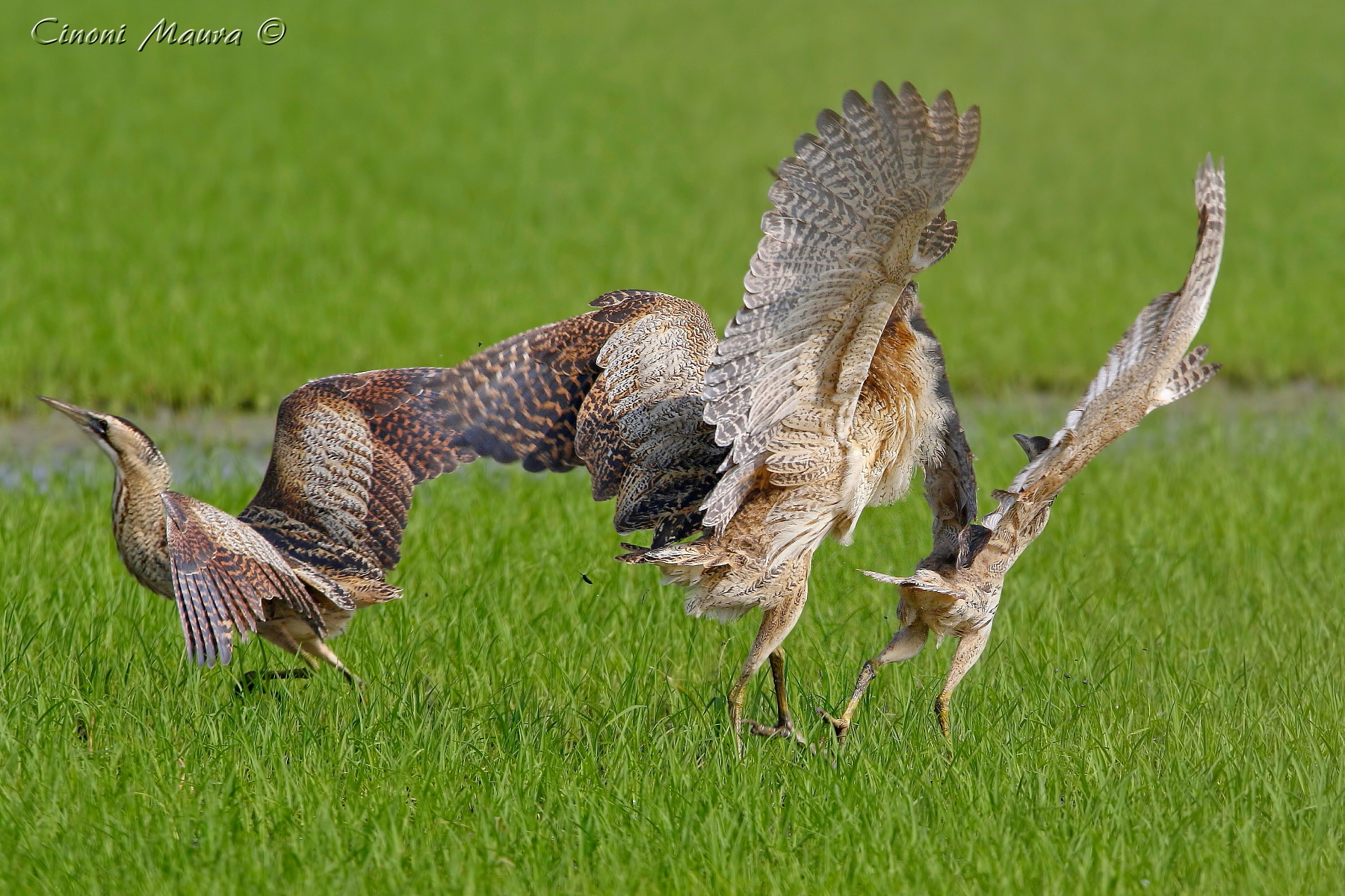 Battle for the female (left)